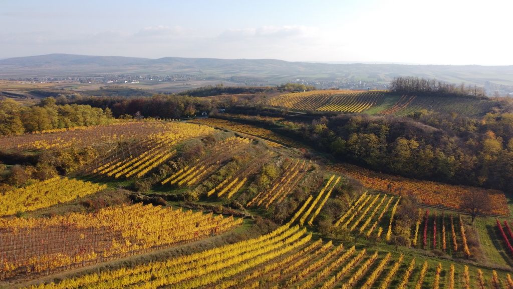 Landscape with colorful vineyards in autumn, rolling hills in the background.
