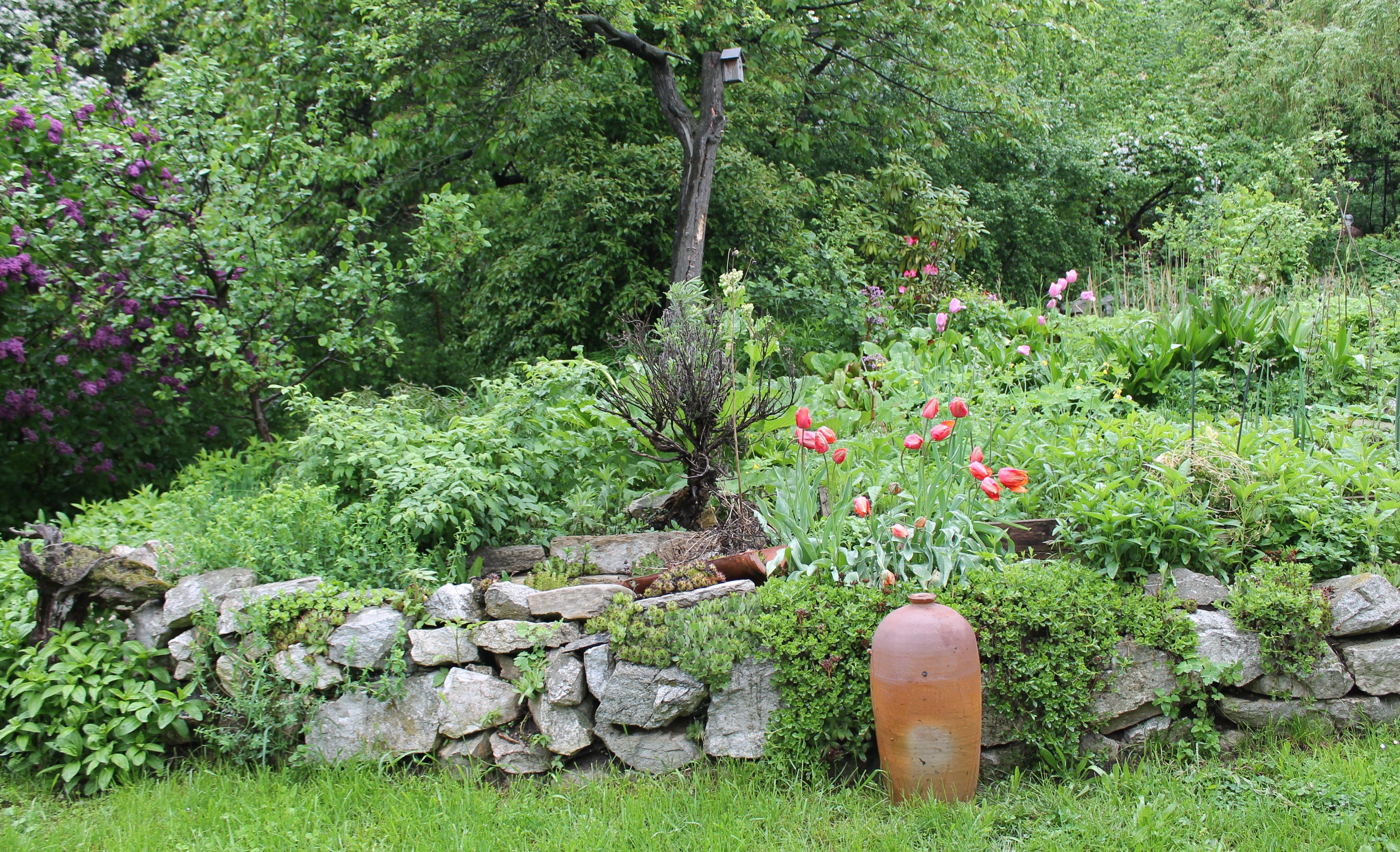 A green garden with a stone wall, red tulips and a large clay jug.