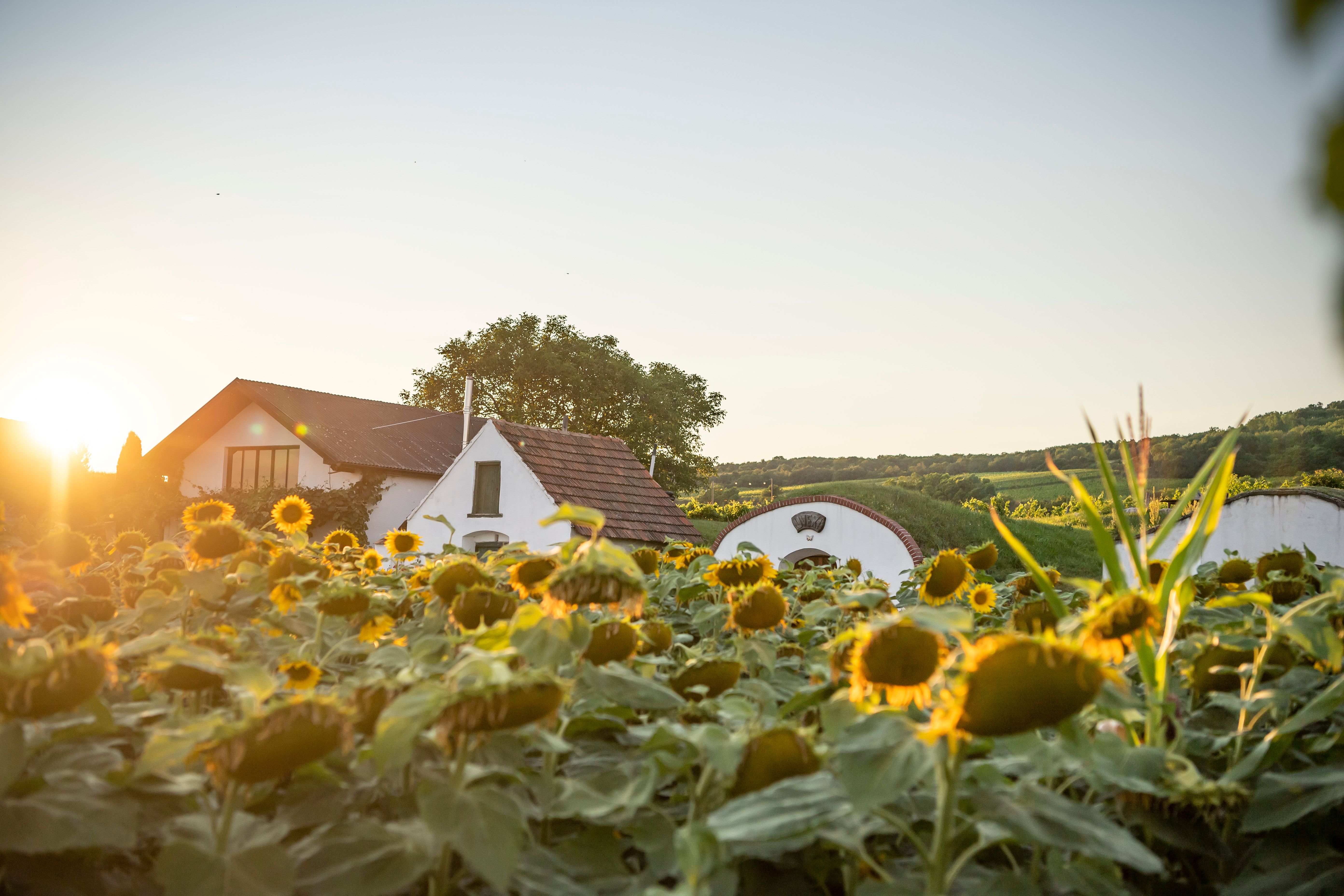 Sunflowers, the wine cellar lane in the background