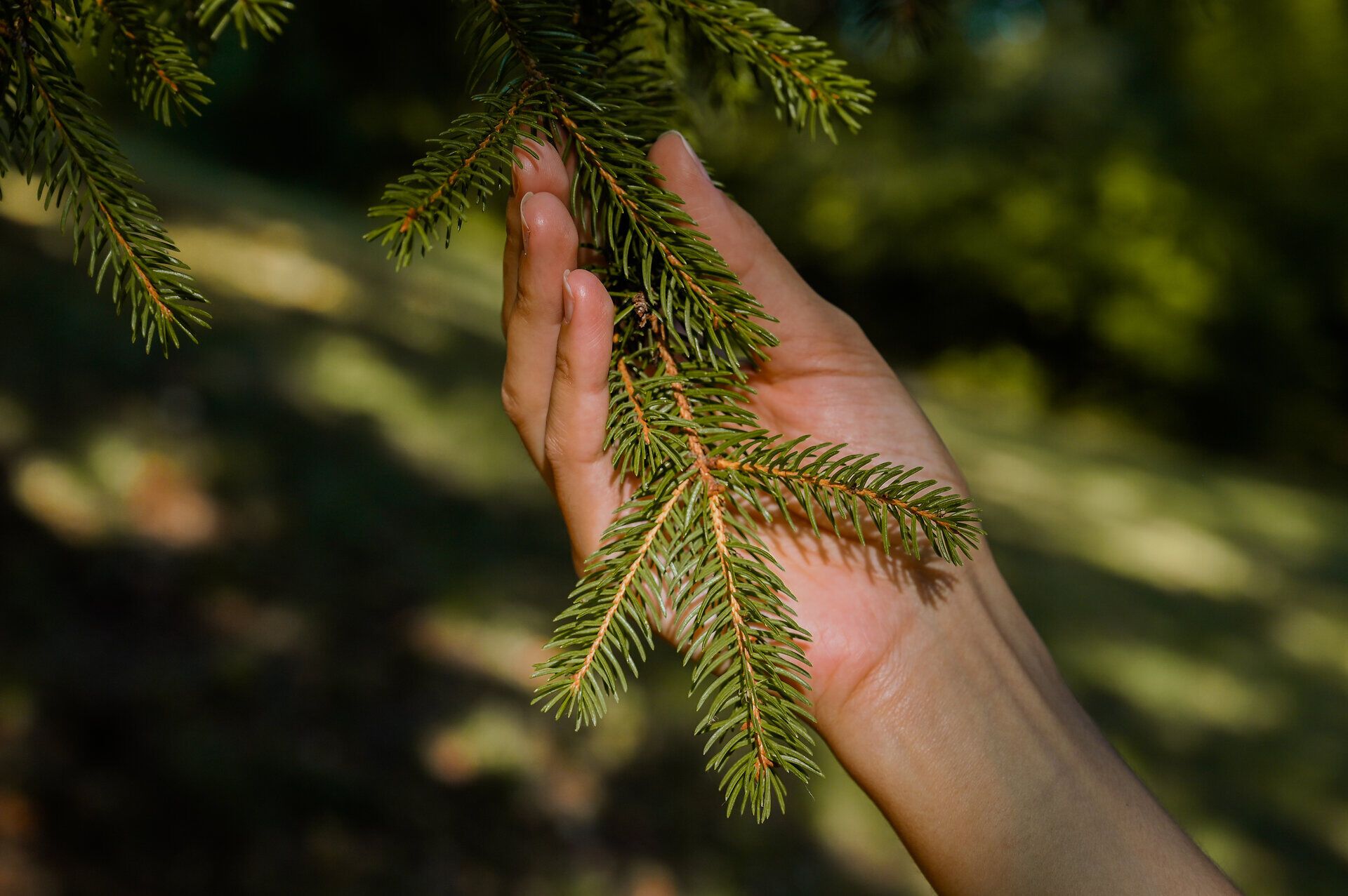 Sanfte Sonnenstrahlen durchdringen das dichte Blätterdach und schaffen eine harmonische Verbindung zwischen Mensch und Natur. Die frischen, nadelartigen Zweige der Fichte laden dazu ein, die Ruhe und Schönheit des Wienerwaldes zu genießen. Hier wird jeder Atemzug zu einem Erlebnis der Erholung und des Staunens.