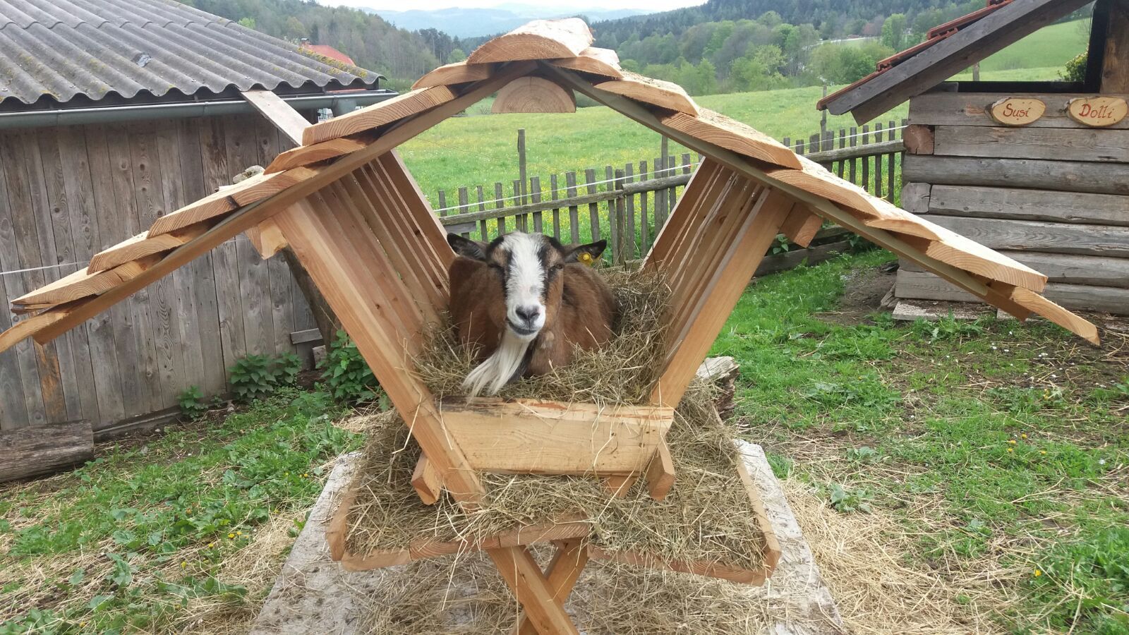 A goat lies in a wooden feeding trough with hay on a farm.