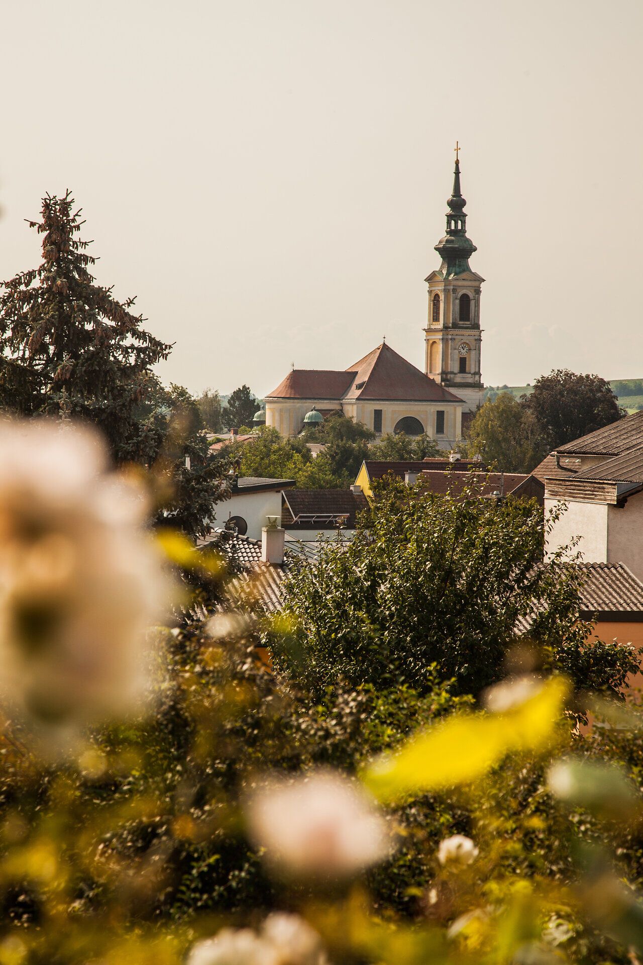 In the gentle hilly landscape, the roses bloom in full splendor and frame the picturesque church that proudly watches over the village. The golden rays of the sun bathe the scenery in a warm light and invite you to enjoy the beauty of nature.
