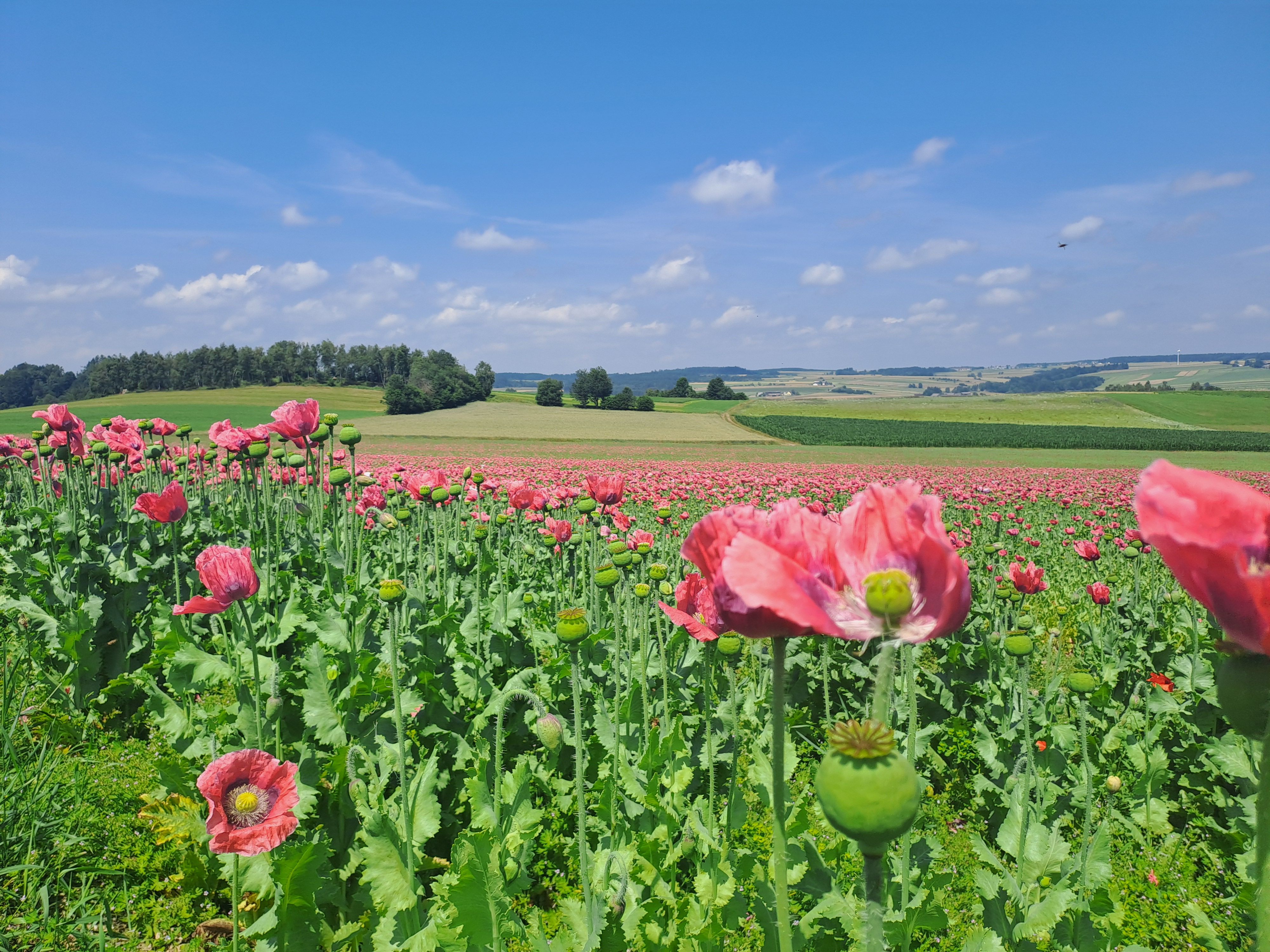 Landscape with poppy field