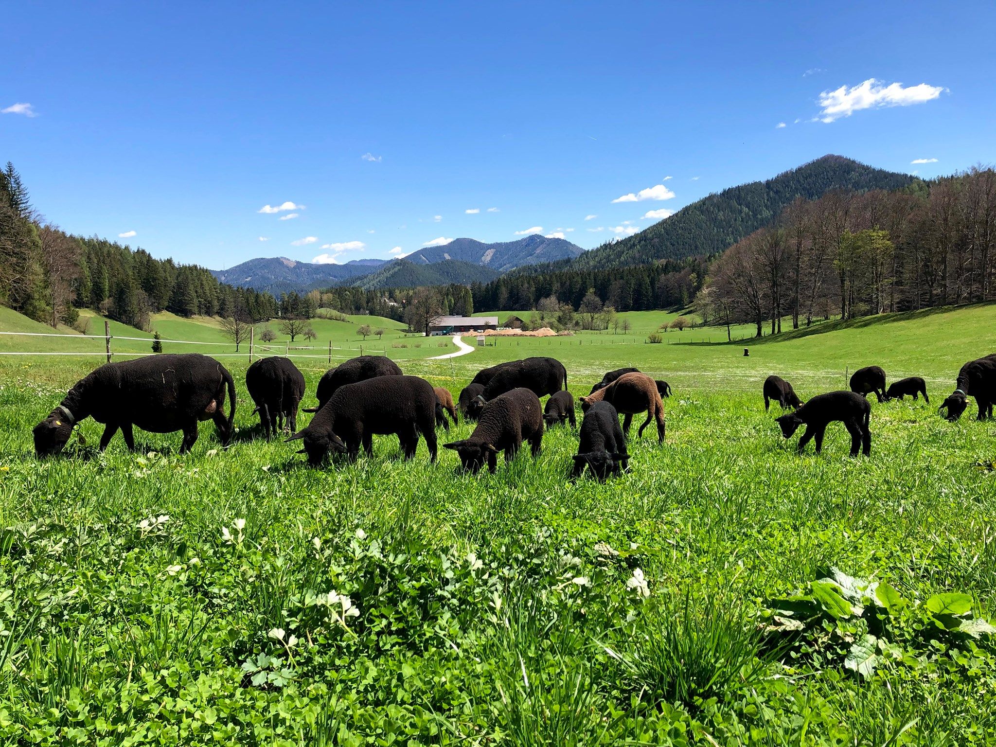 Organic farm Scheikl