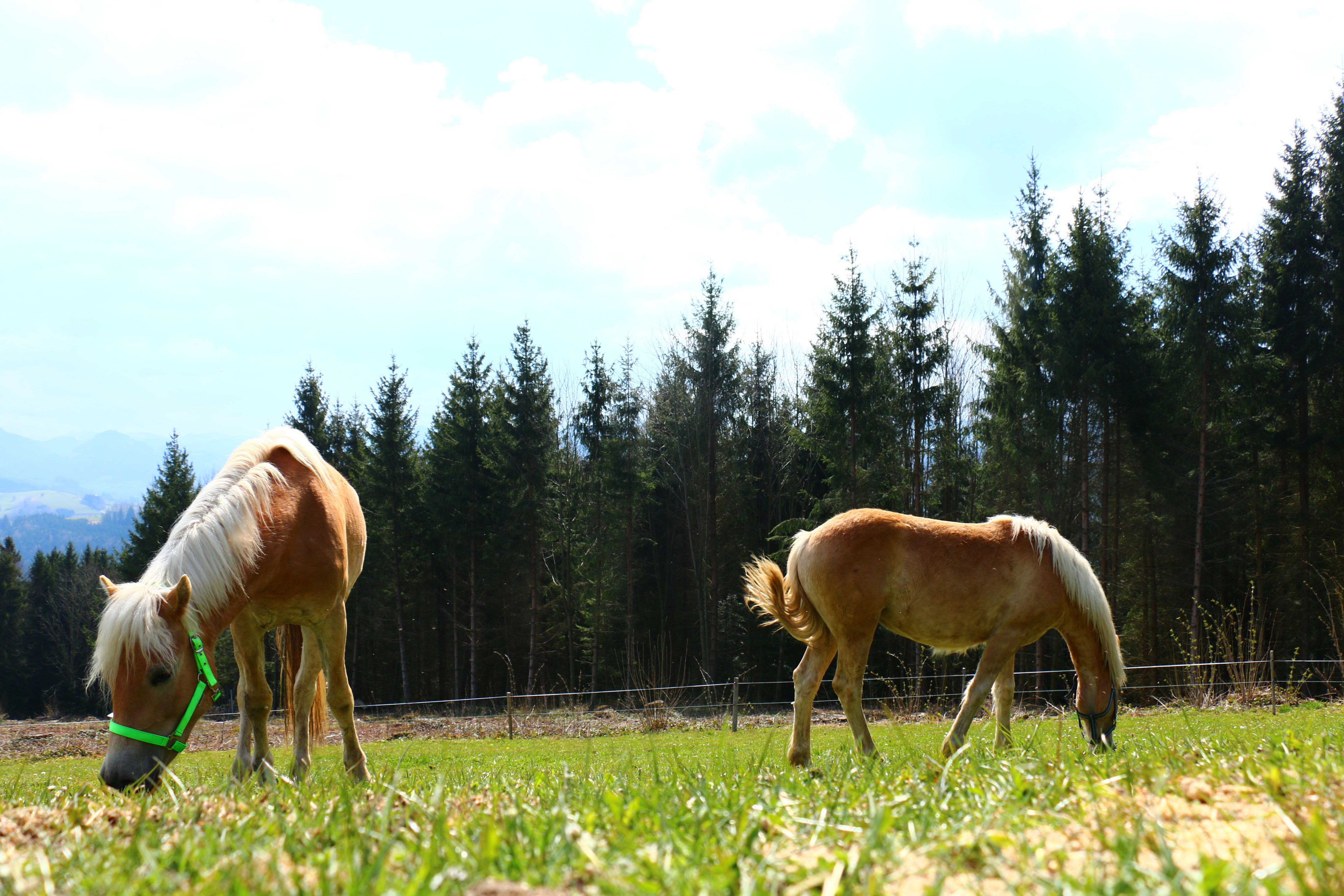 vacation-at-almbauer-8