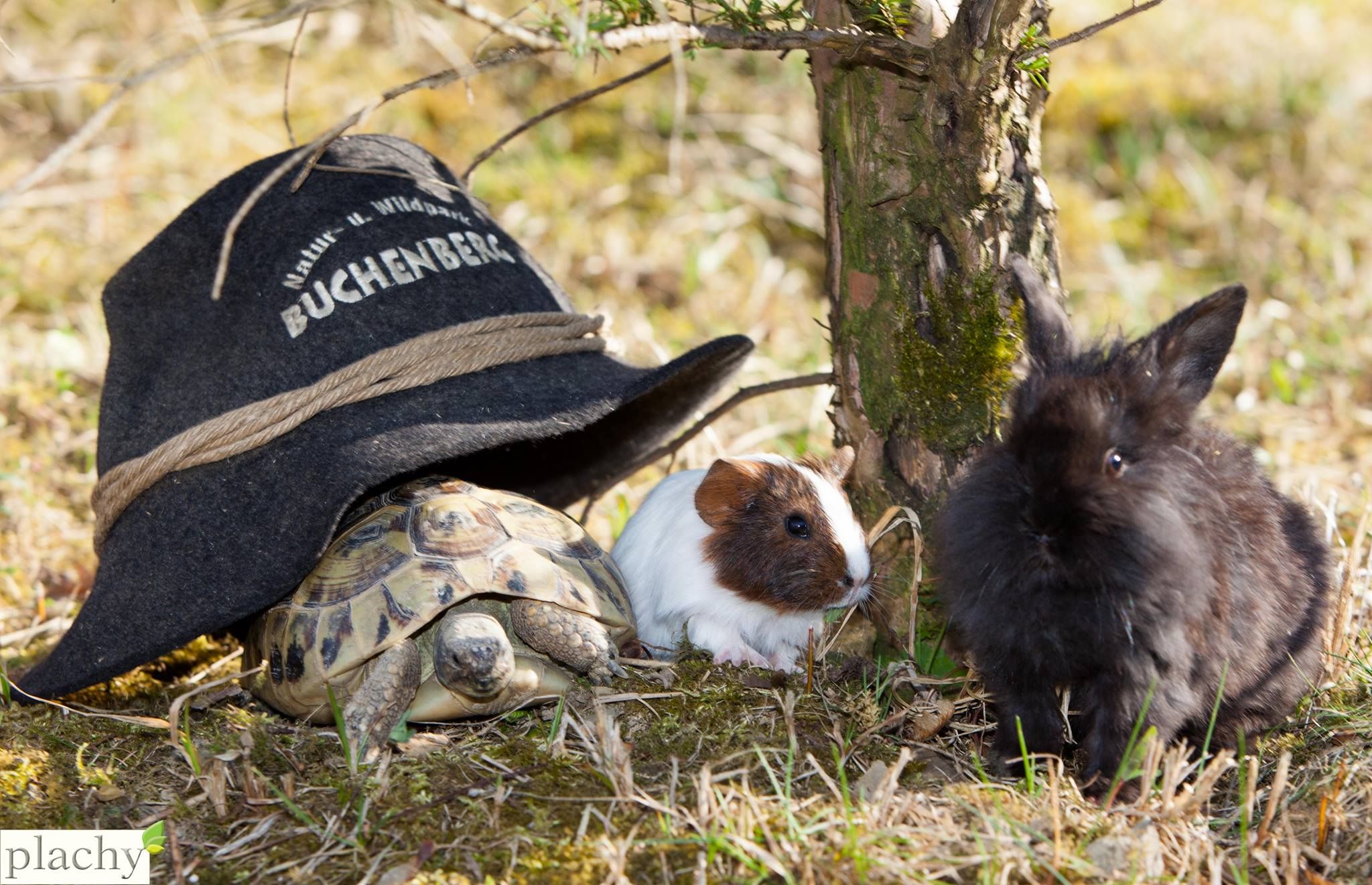 A tortoise, a guinea pig and a rabbit next to a hat with the inscription 'Buchenberg'.