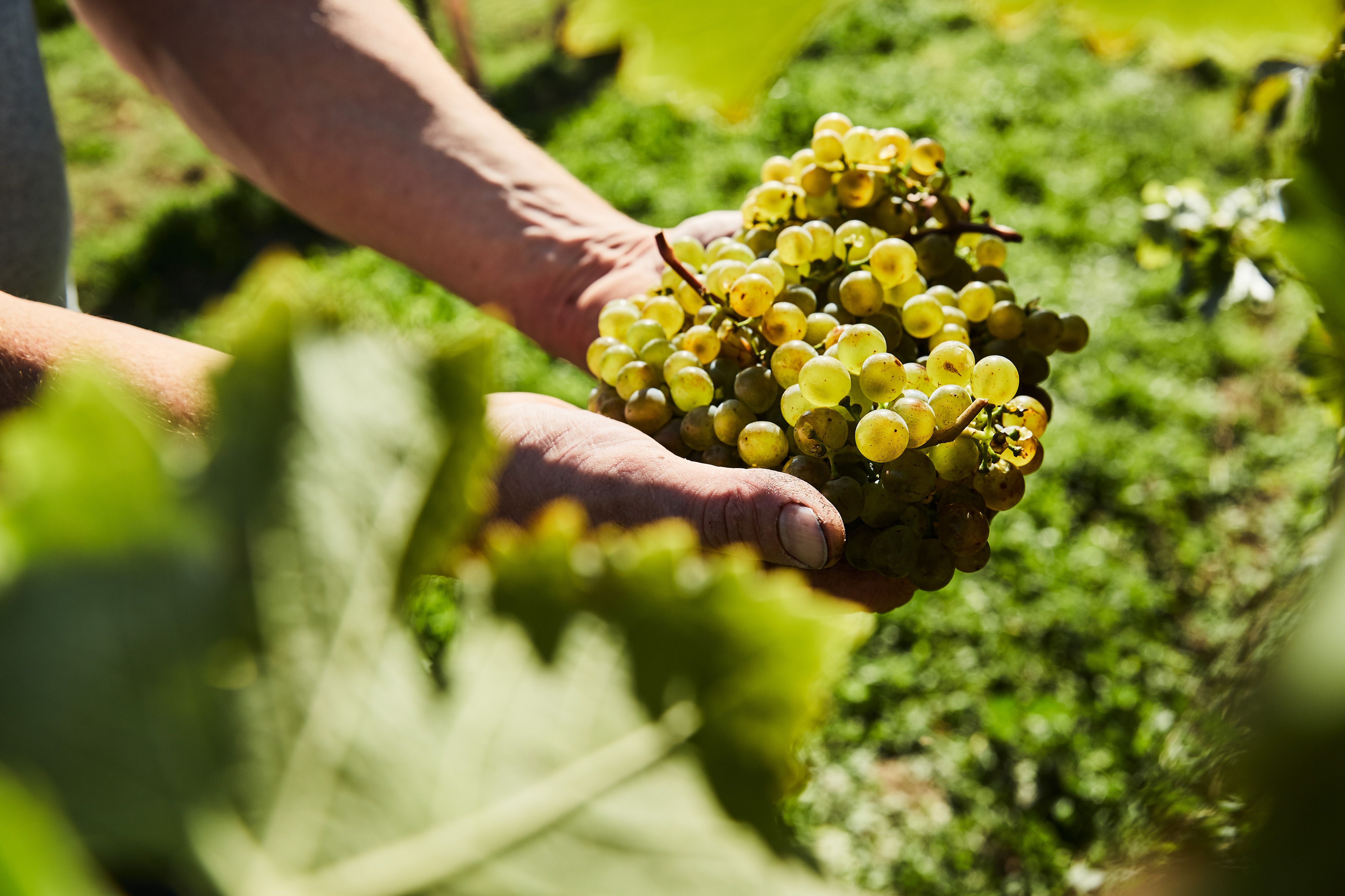 Close-up of hands holding green grapes in a vineyard.