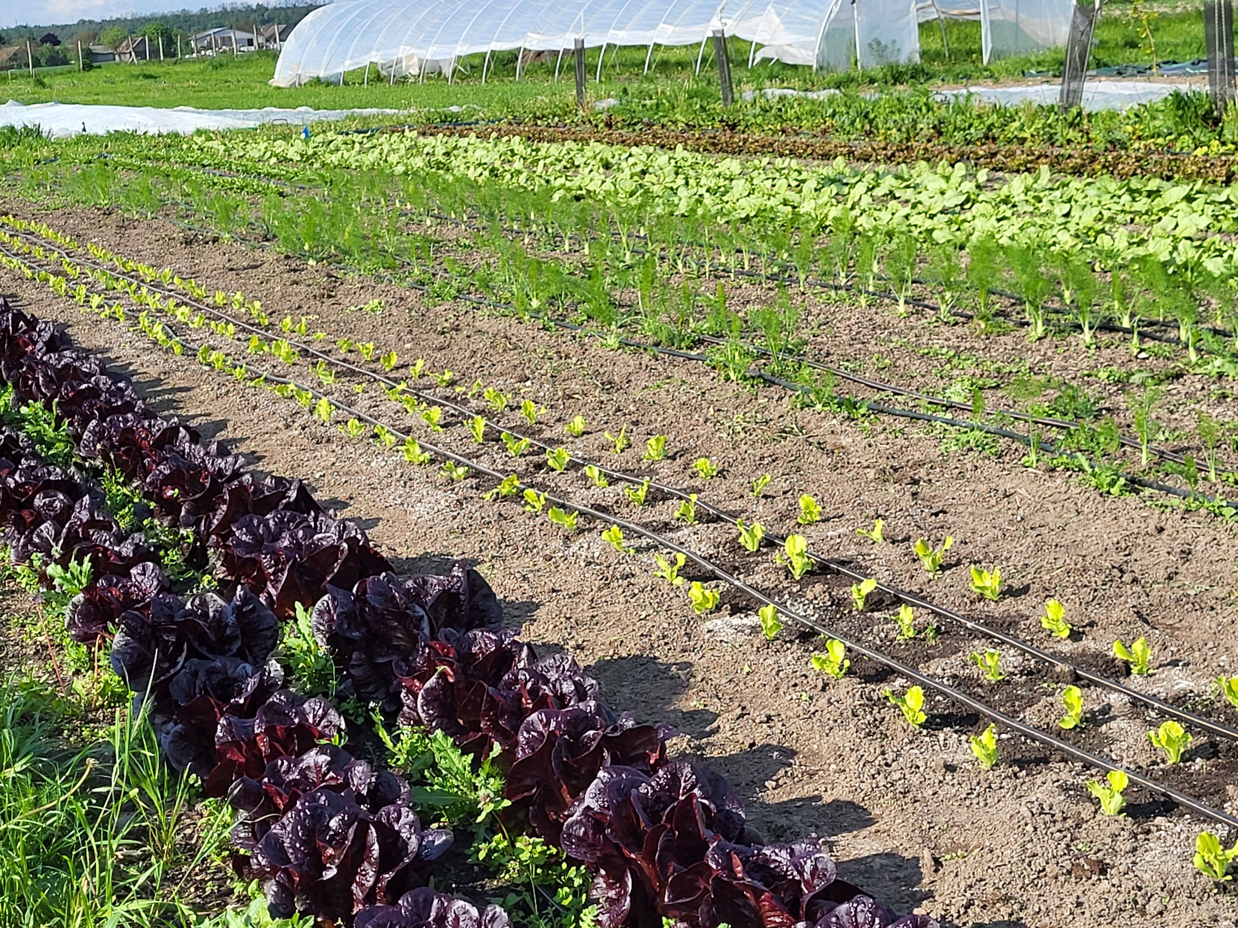 Vegetable beds with different types of lettuce and vegetables grown in rows.