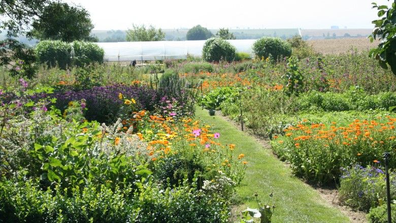 A colorful herb garden with various plants and flowers, a greenhouse in the background.