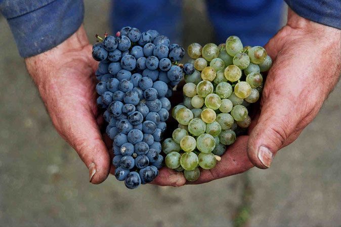 Two hands hold blue and green grapes.
