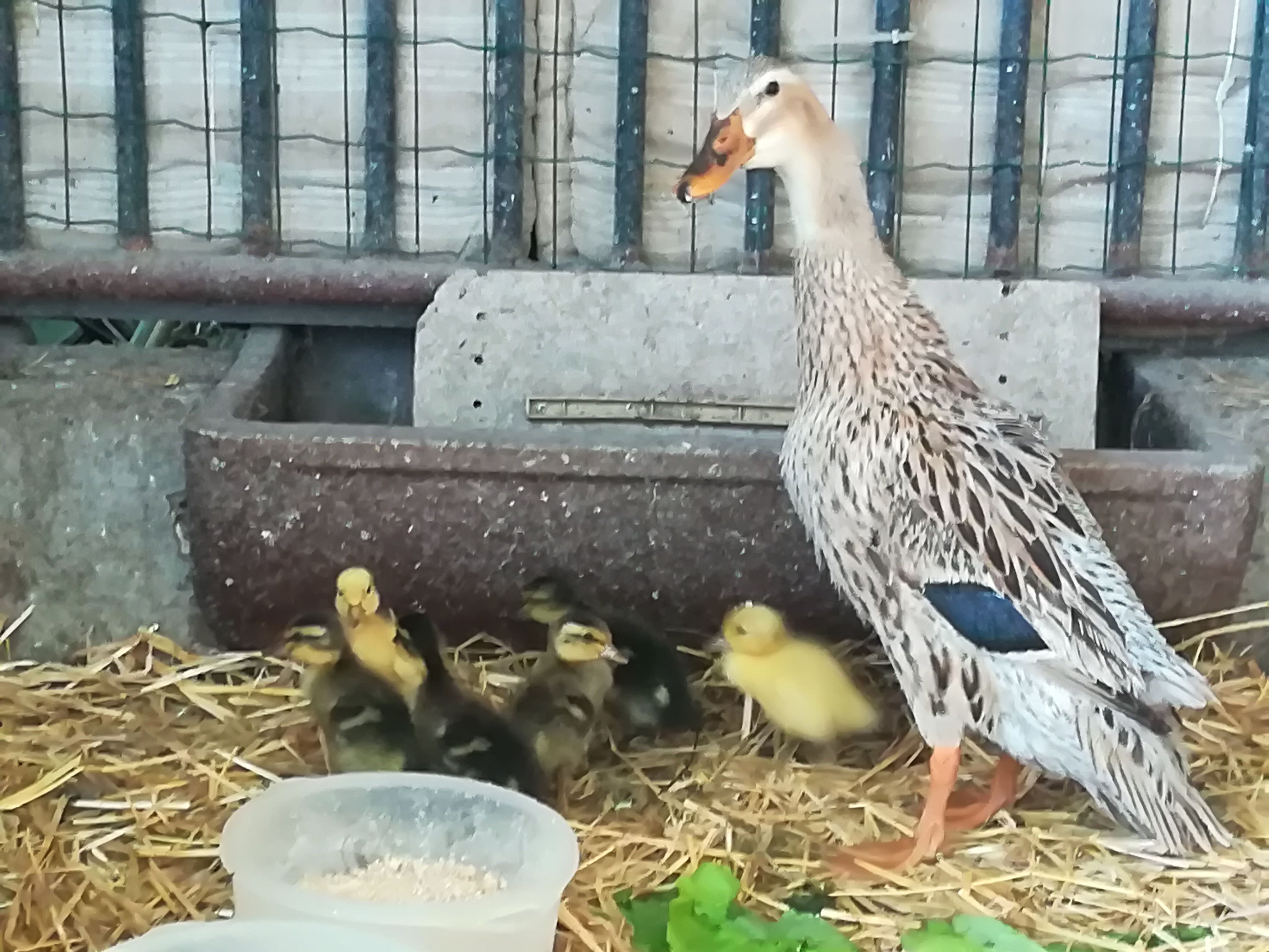 Duck family
