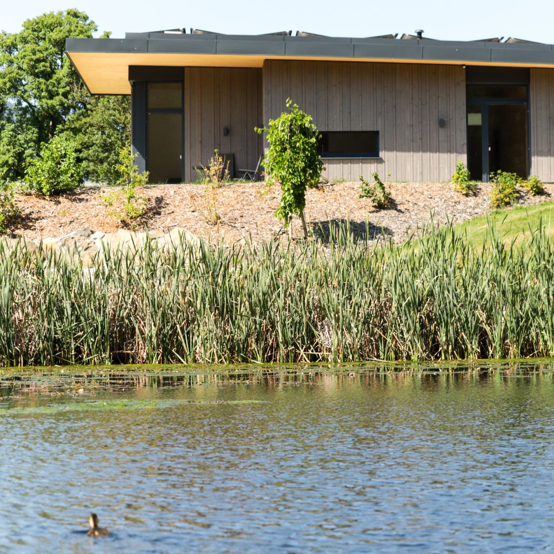 A modern building on the banks of a pond with reeds and a duck in the water.