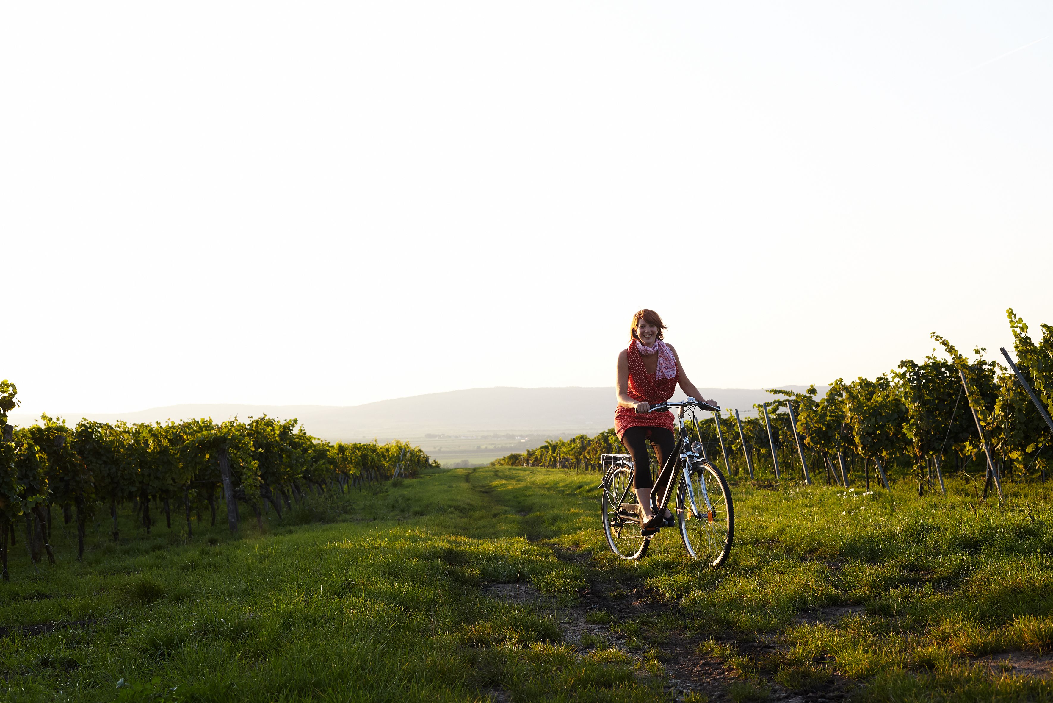 Person riding a bicycle through a vineyard at sunset.