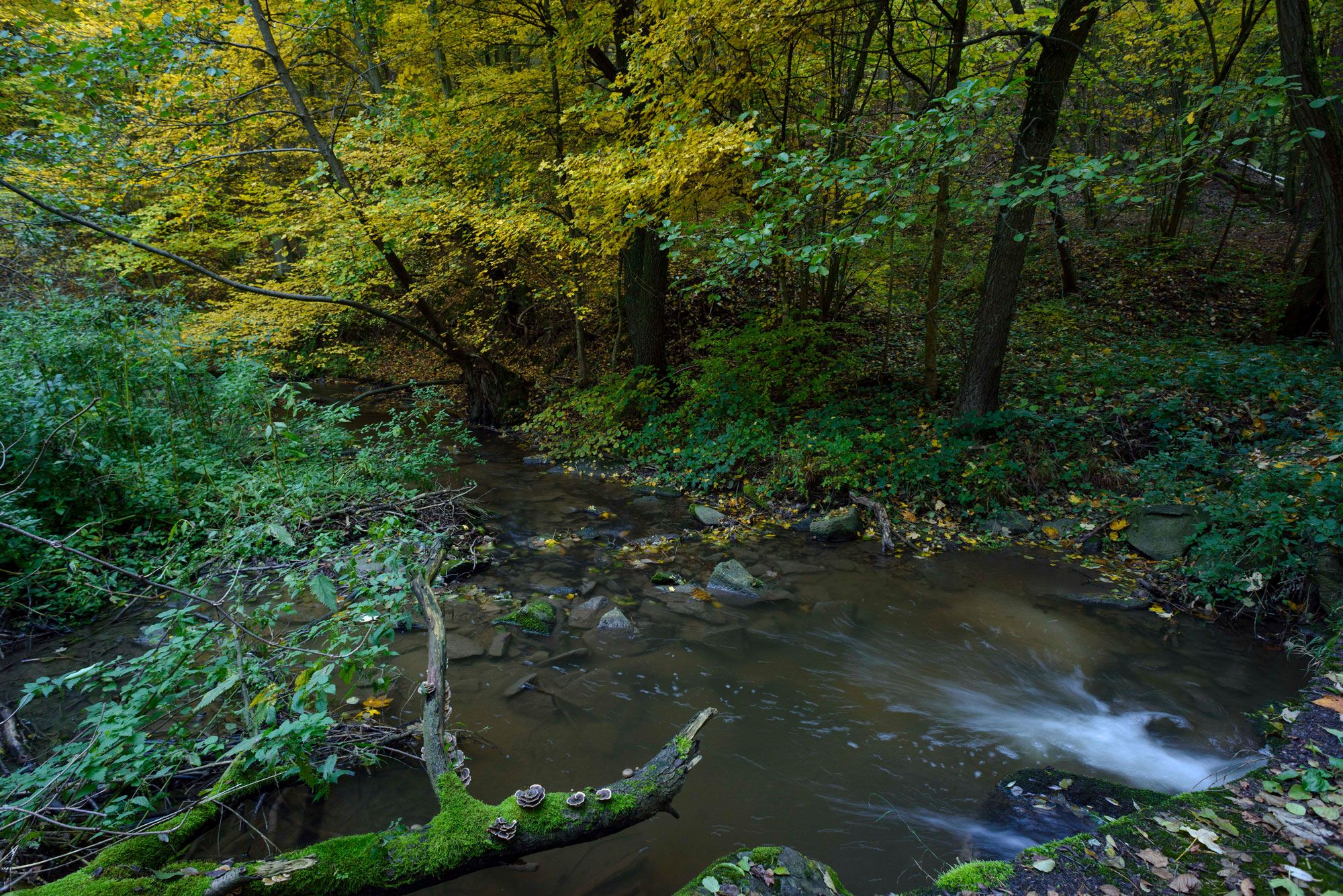 Idyllic stream meandering through the Pulkau valley, embedded in tranquil nature.