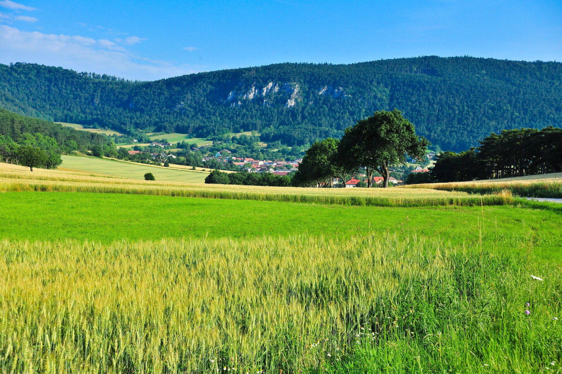 Green fields and forests in the Sierningtal-Flatzerwand Nature Park with a village in the background.