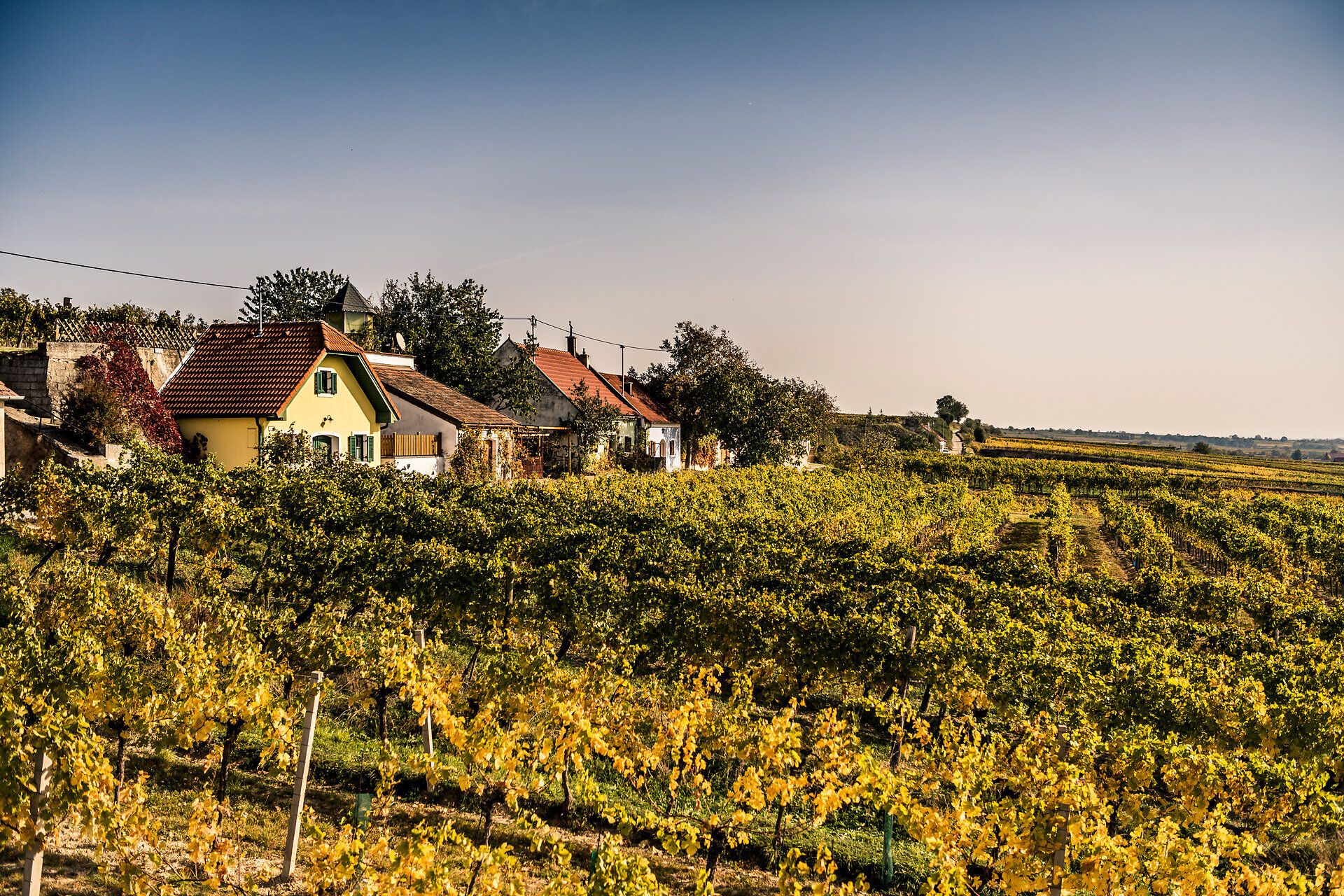 The rolling hills are covered with golden vines that glow in the warm light of fall. Charming, traditional houses line the landscape and invite you to enjoy the peace and beauty of nature. A perfect place to unwind and breathe in the fresh air.