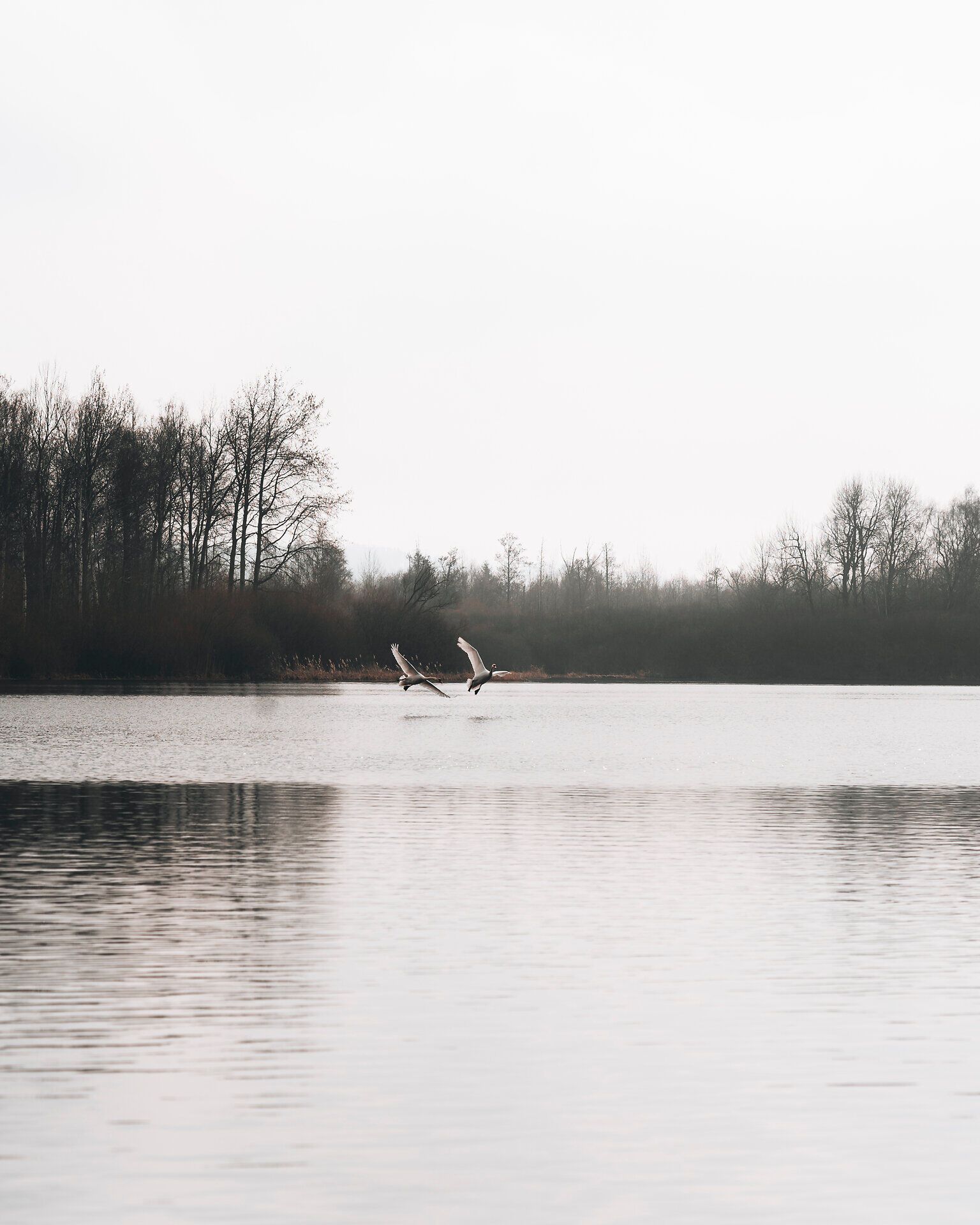 The gentle waves of the pond are reflected in the quiet winter landscape in a soft gray. Two majestic swans glide elegantly over the surface of the water, lending the scenery a peaceful grace. Surrounded by snow-covered trees, this place invites you to linger and dream.