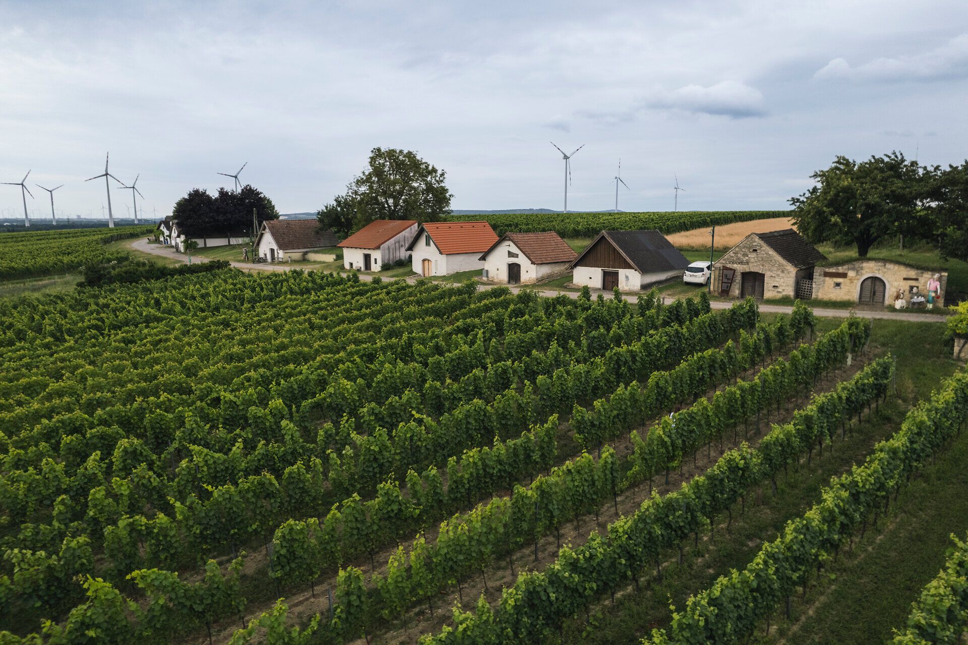 Wine cellar lane along a path and green vineyards. 