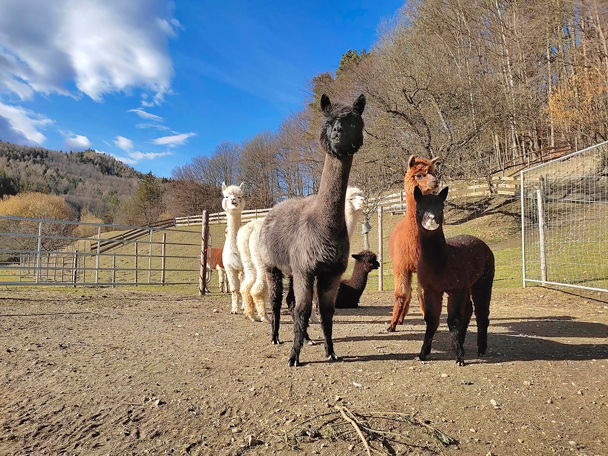 A group of alpacas stands on a pasture in front of a wooded hill under a blue sky.