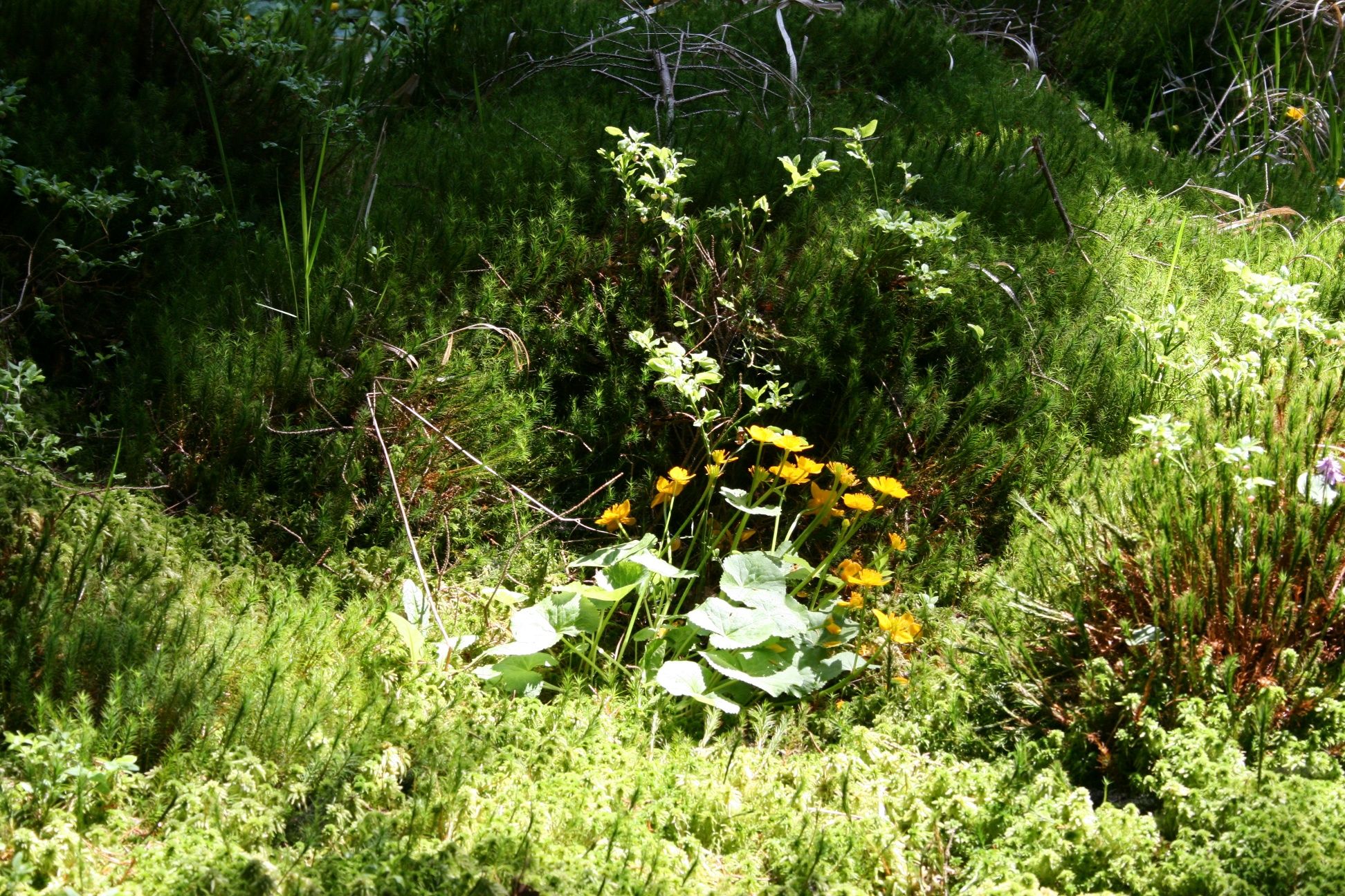 Fichtenbacher Au near Altmelon