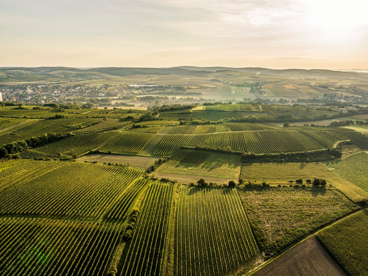 Aerial view of vineyards and fields in Grossweikersdorf at sunrise.