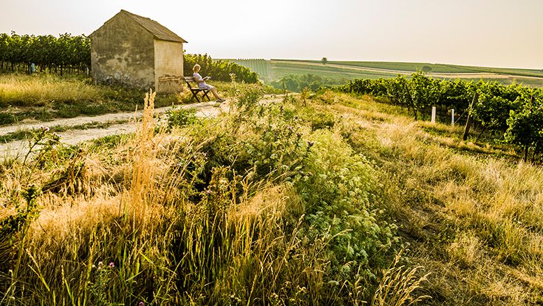 Person sitting on a bench next to a small building in a rural landscape with vineyards.