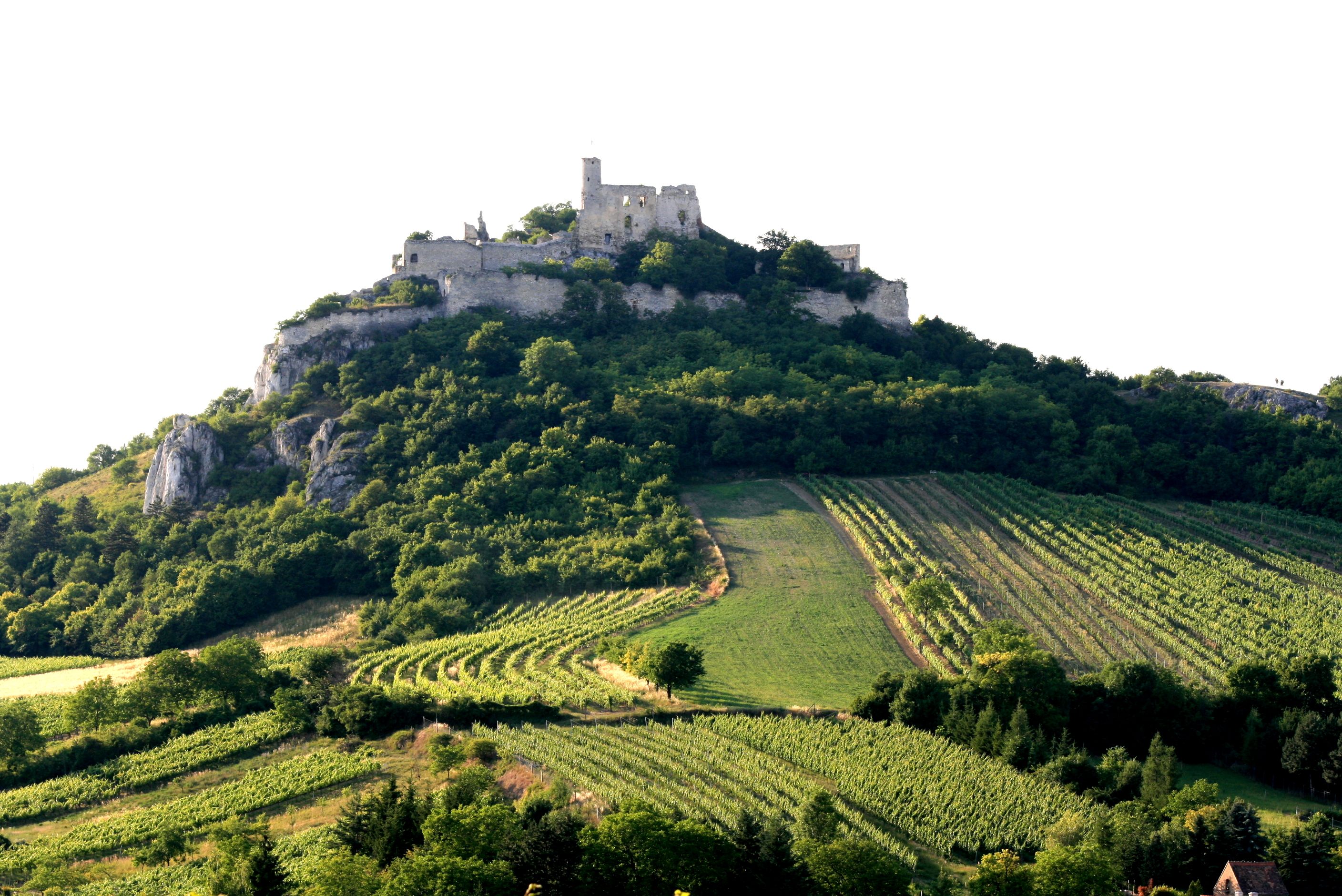 Falkenstein castle ruins on a wooded hill with vineyards in the foreground.