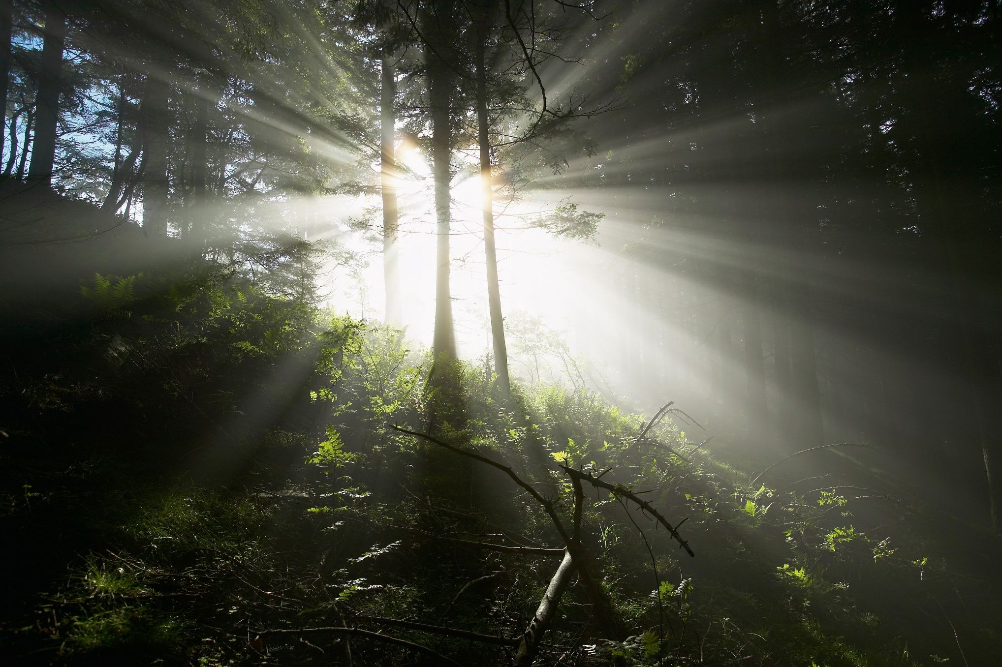 Forest atmosphere