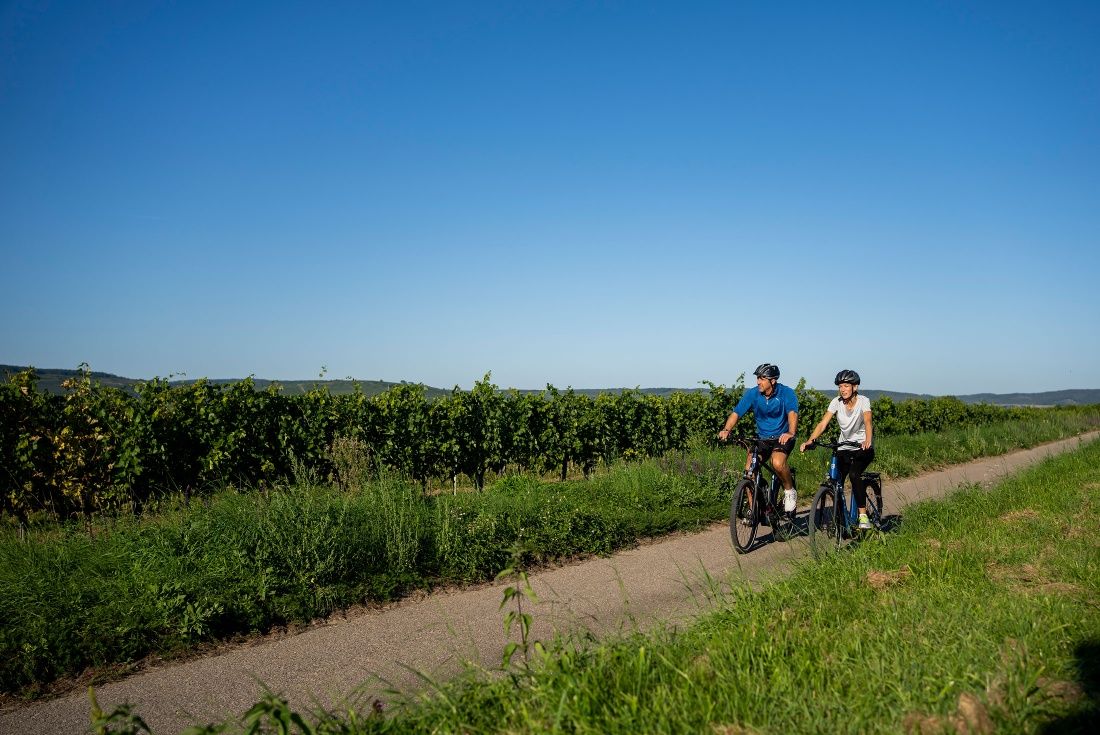 Cycling in the Kamp Valley ("Kamptal" in German)