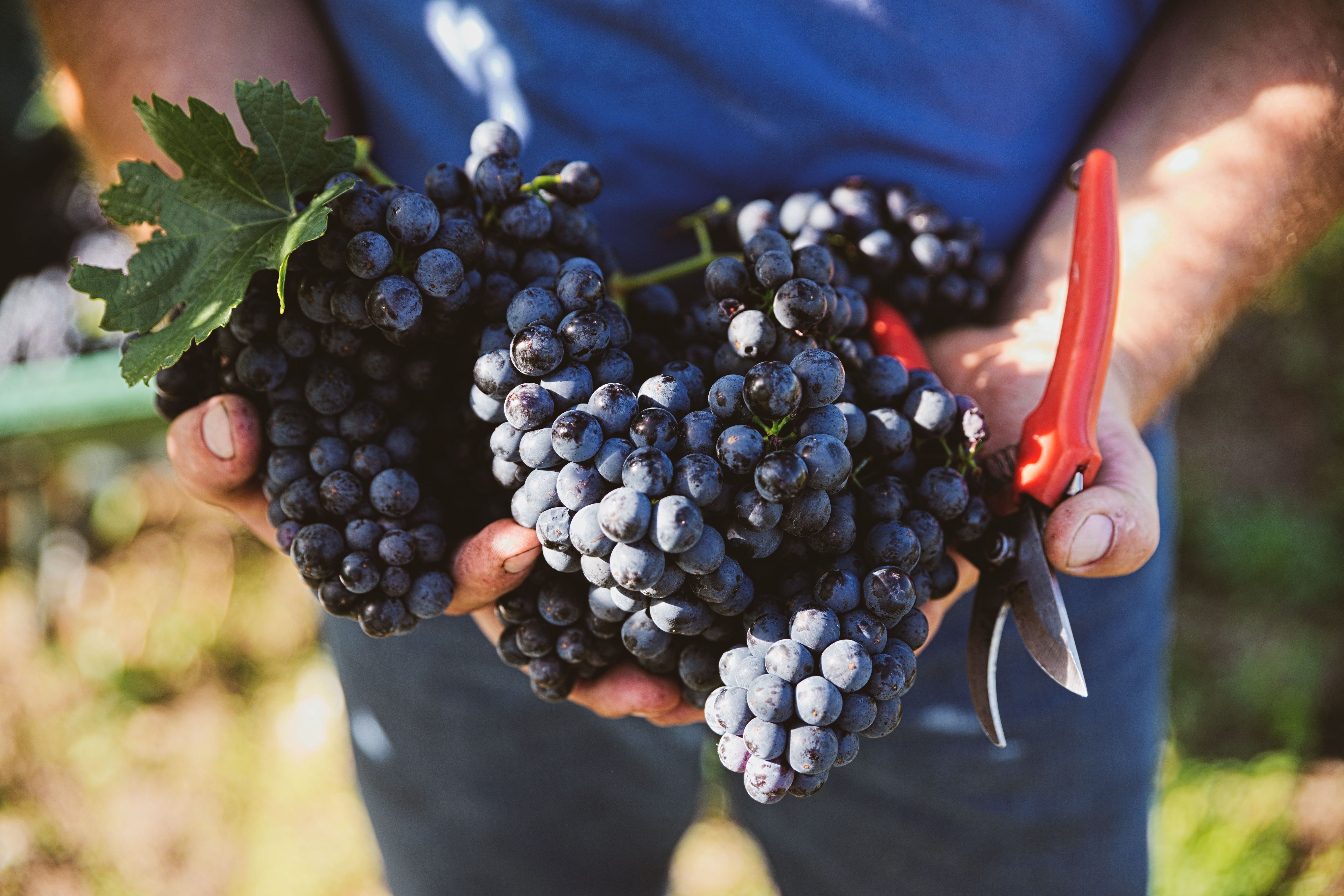 Close-up of hands holding grapes and a pair of scissors.