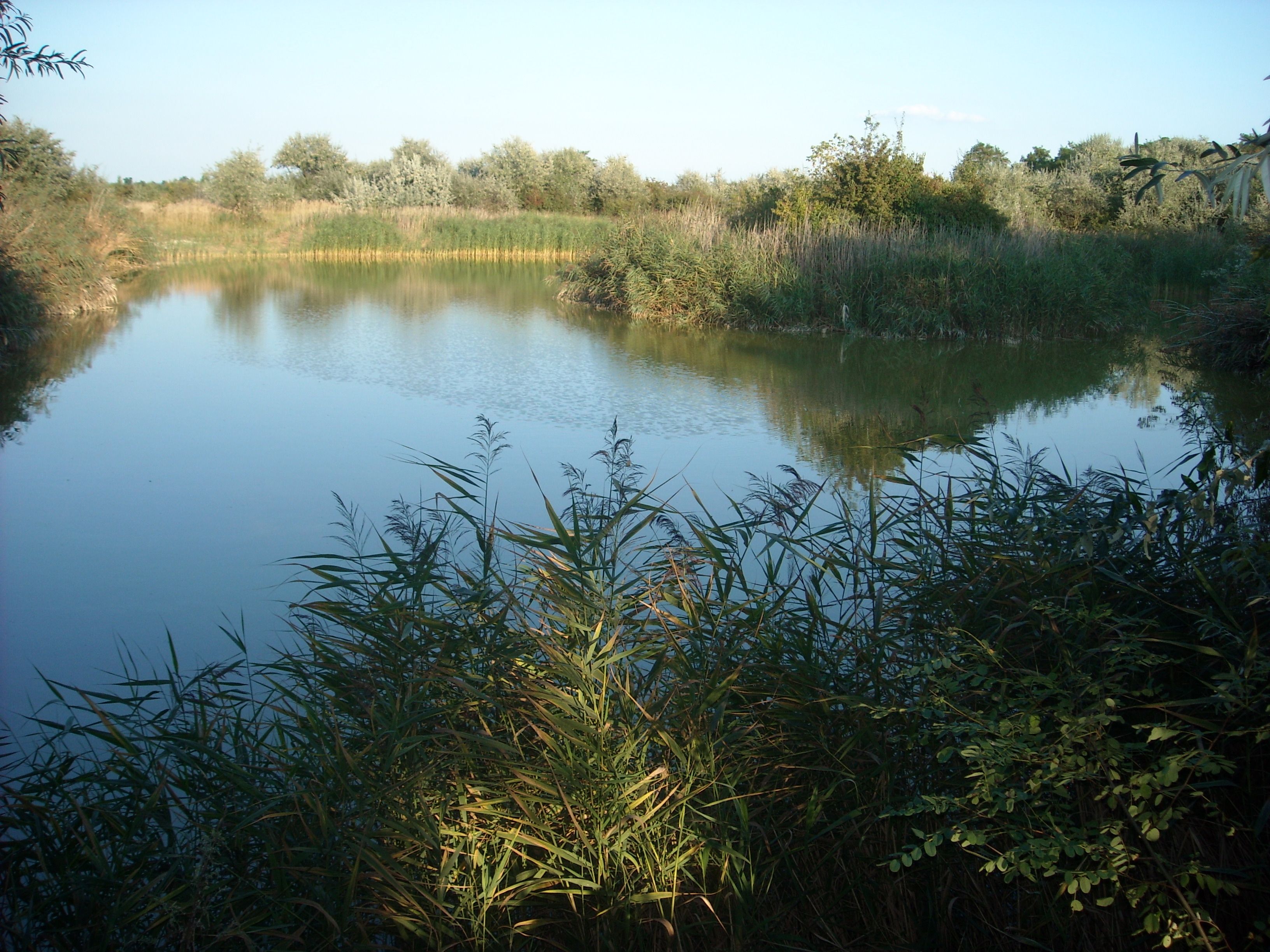 A calm pond with reeds and trees in the background under a clear blue sky.