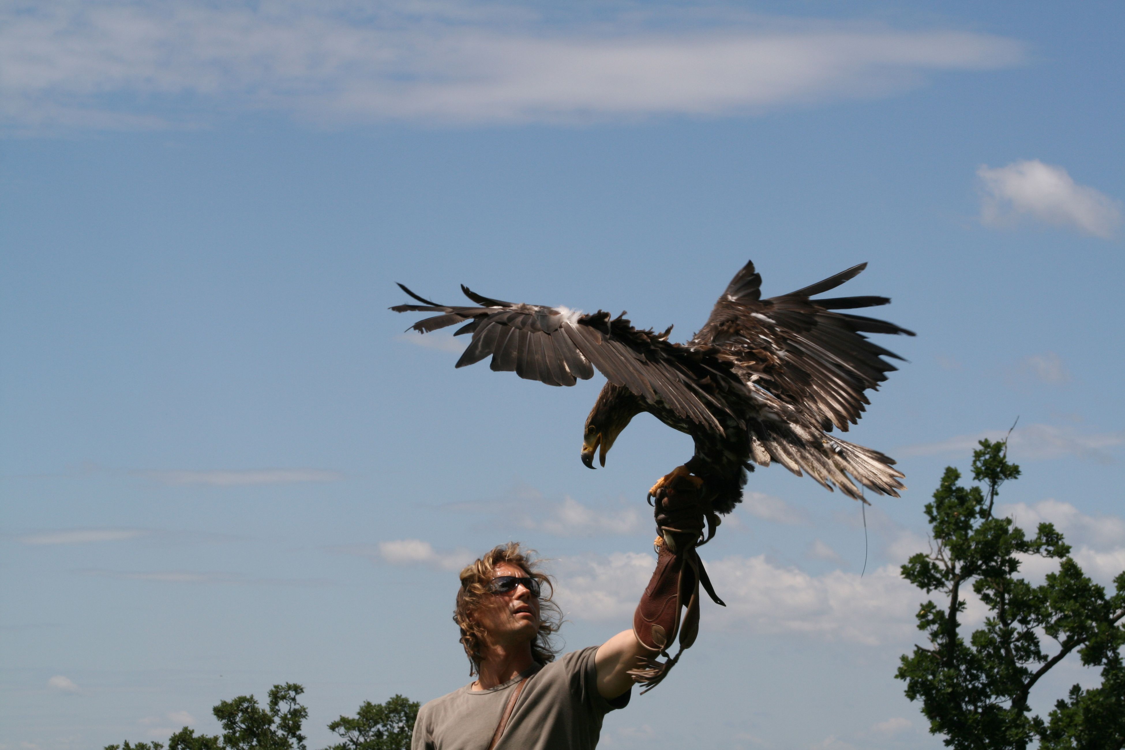 A man with a glove holds an eagle spreading its wings in front of a blue sky.