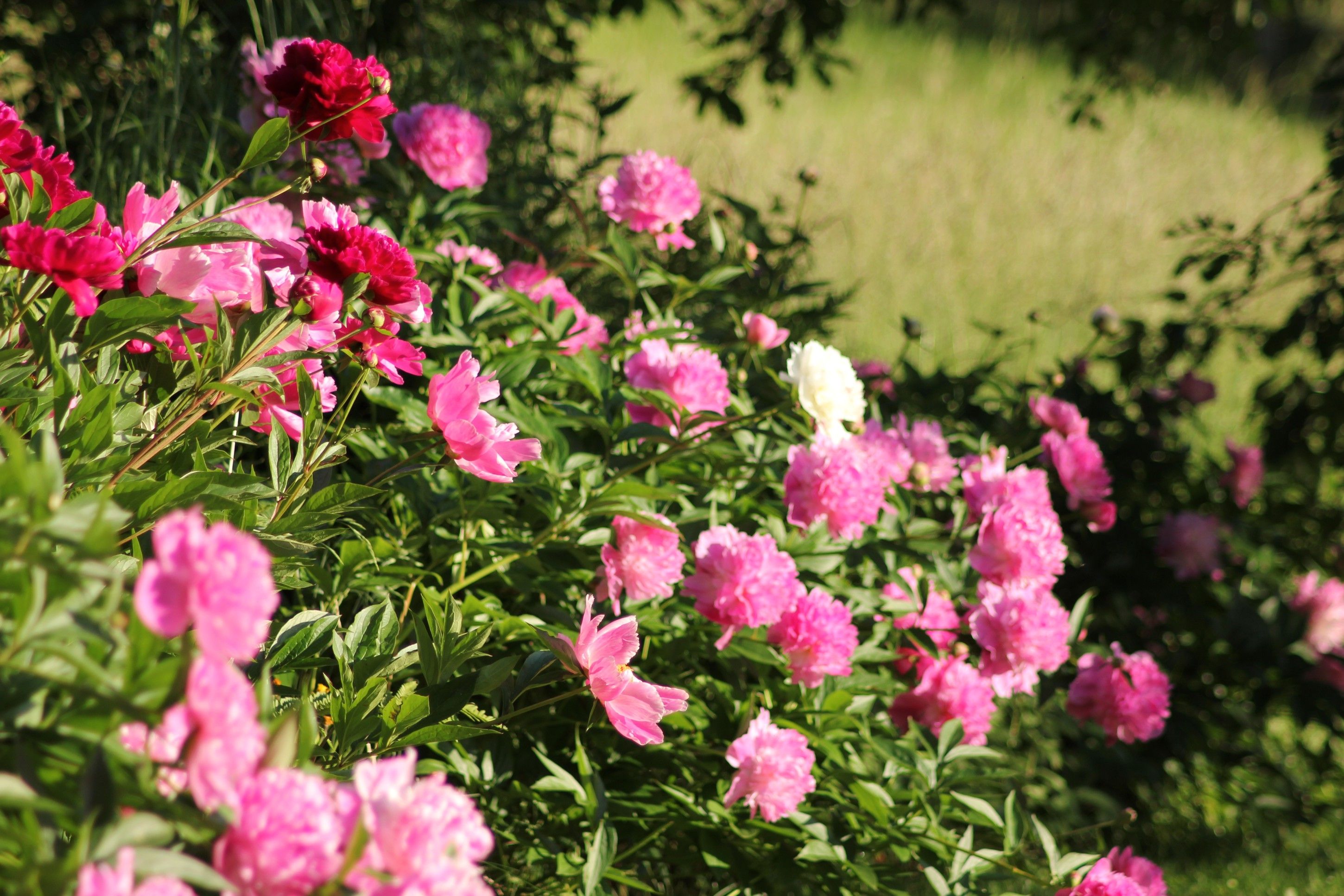 Blooming peonies in the garden