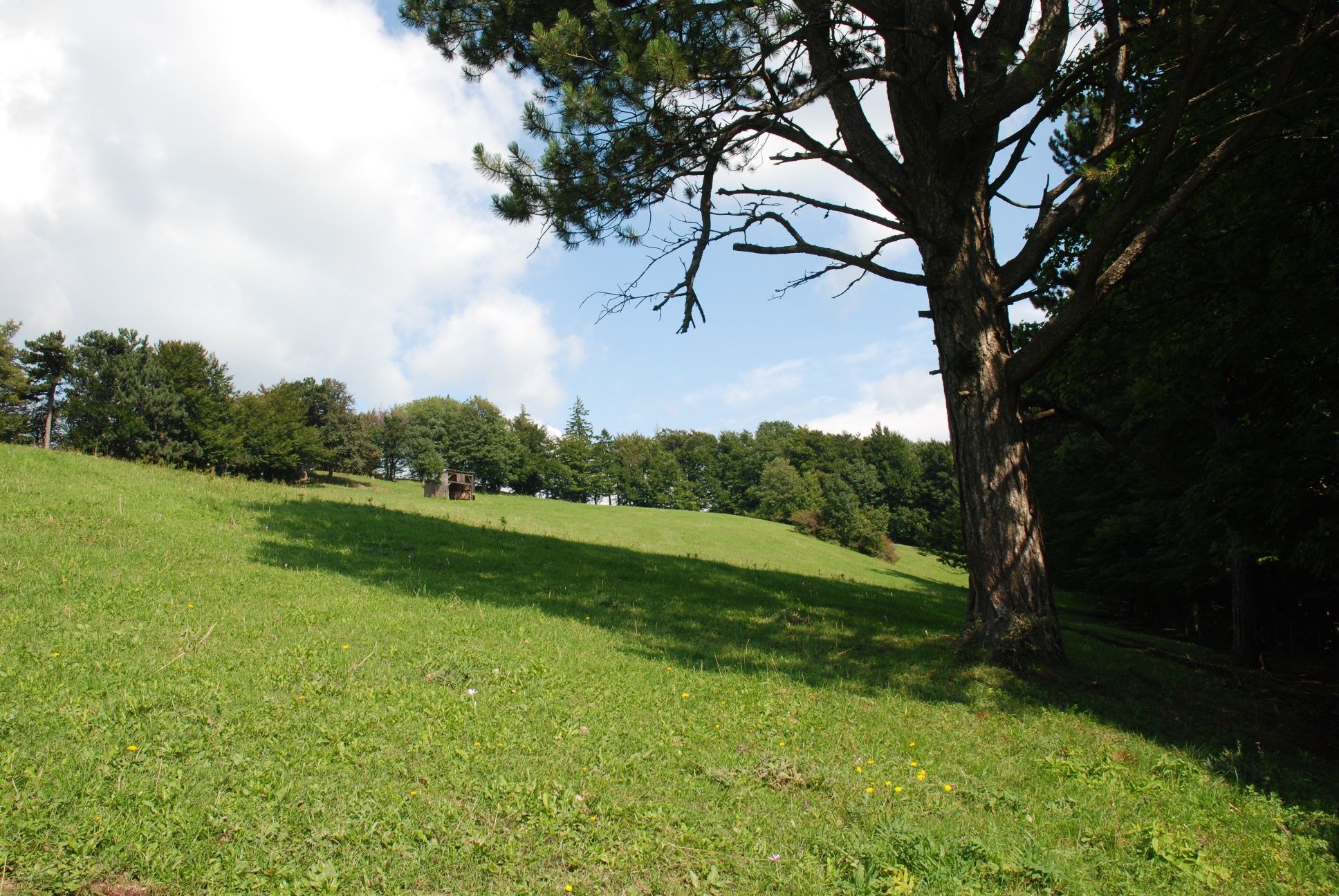 Meadow under the Mittagskogel