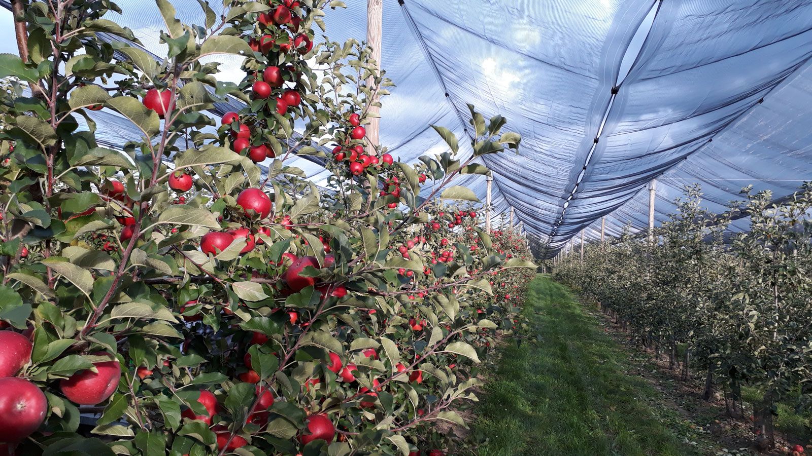 Rows of apple trees with red apples under a protective net on a plantation.