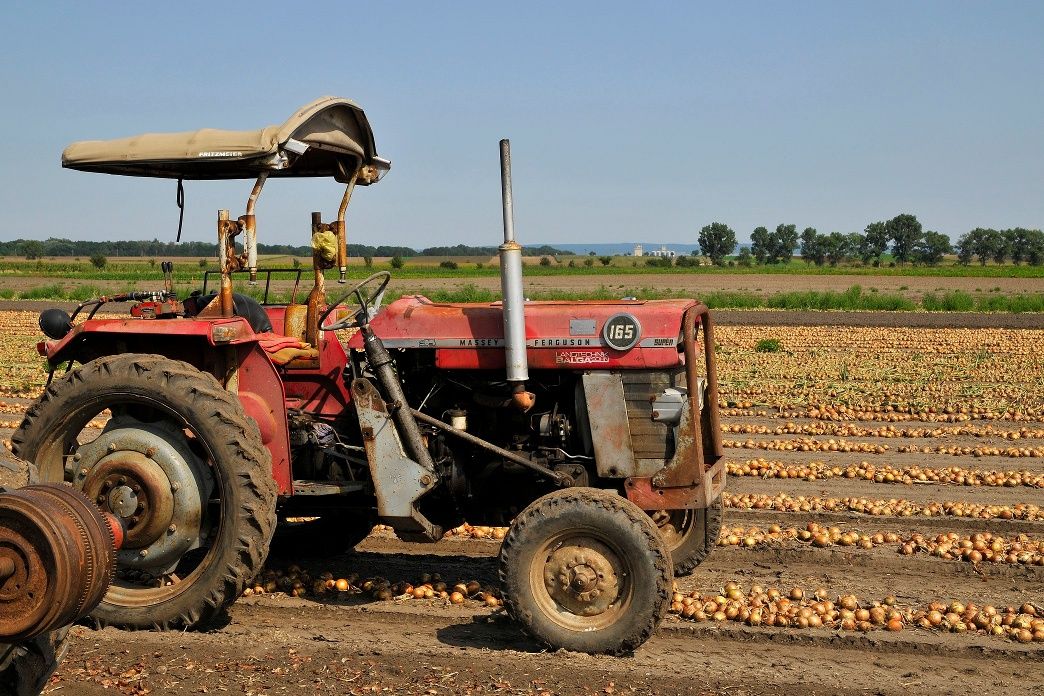 Onion field