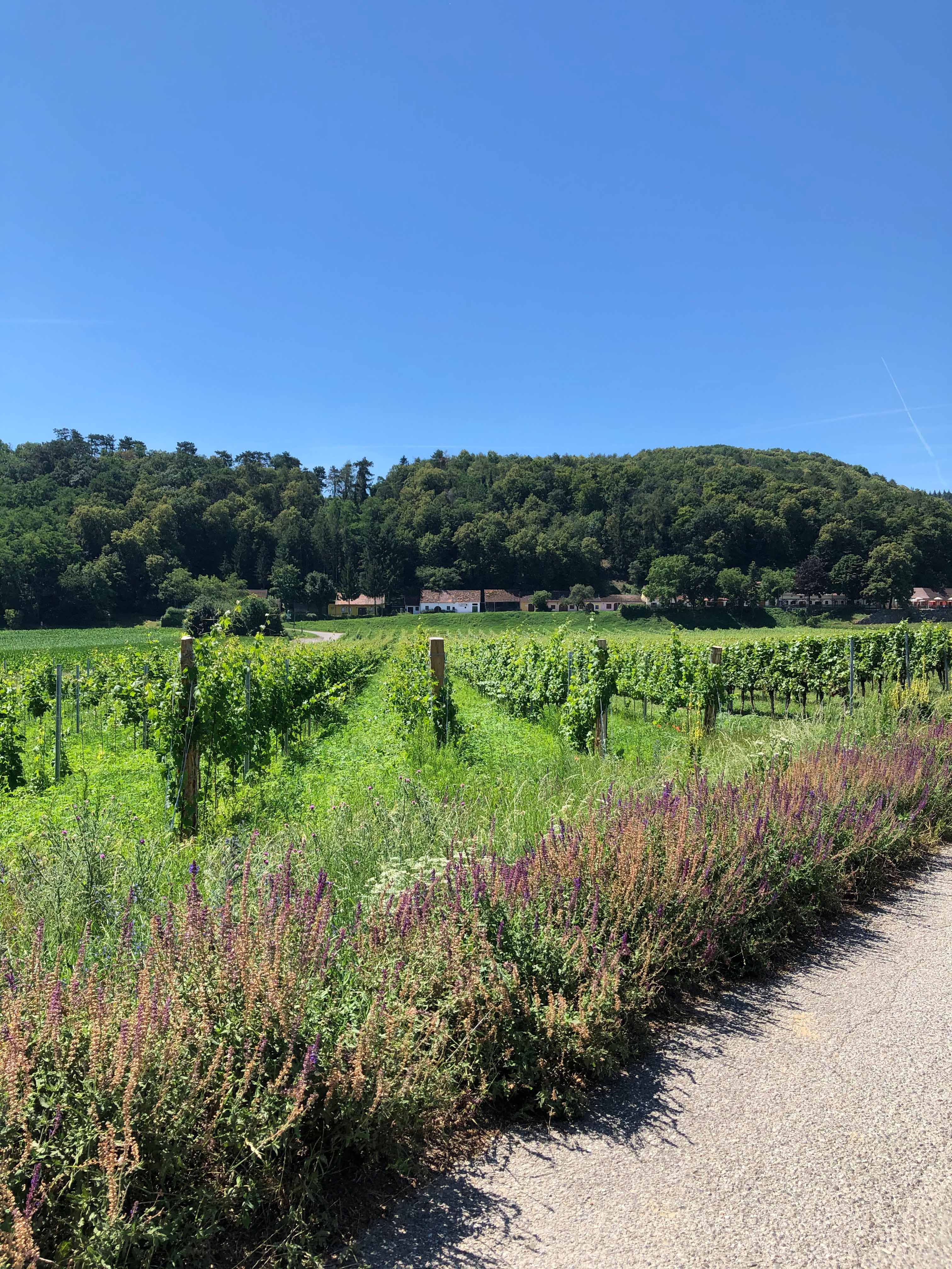 Vineyards with forest in the background under a clear sky.