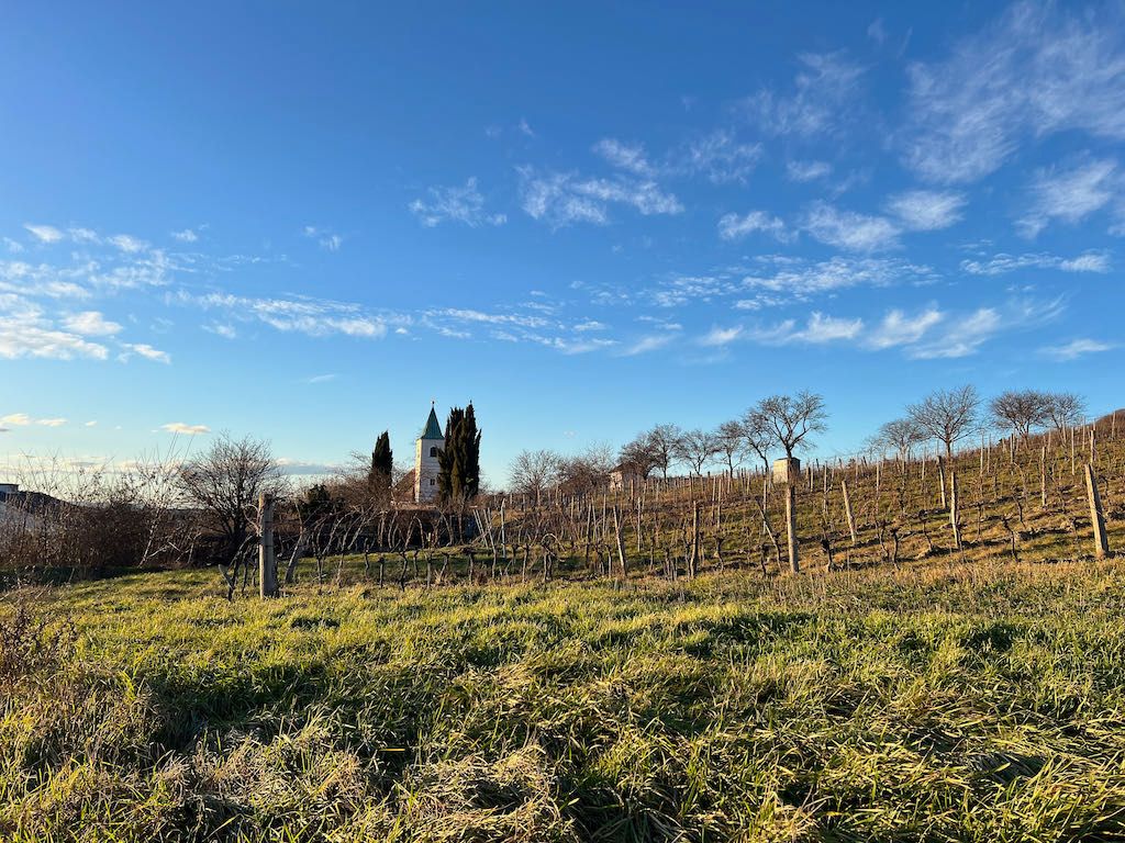 Vineyard with church in the background under a blue sky.