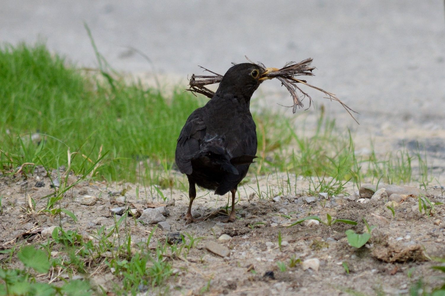 Blackbird