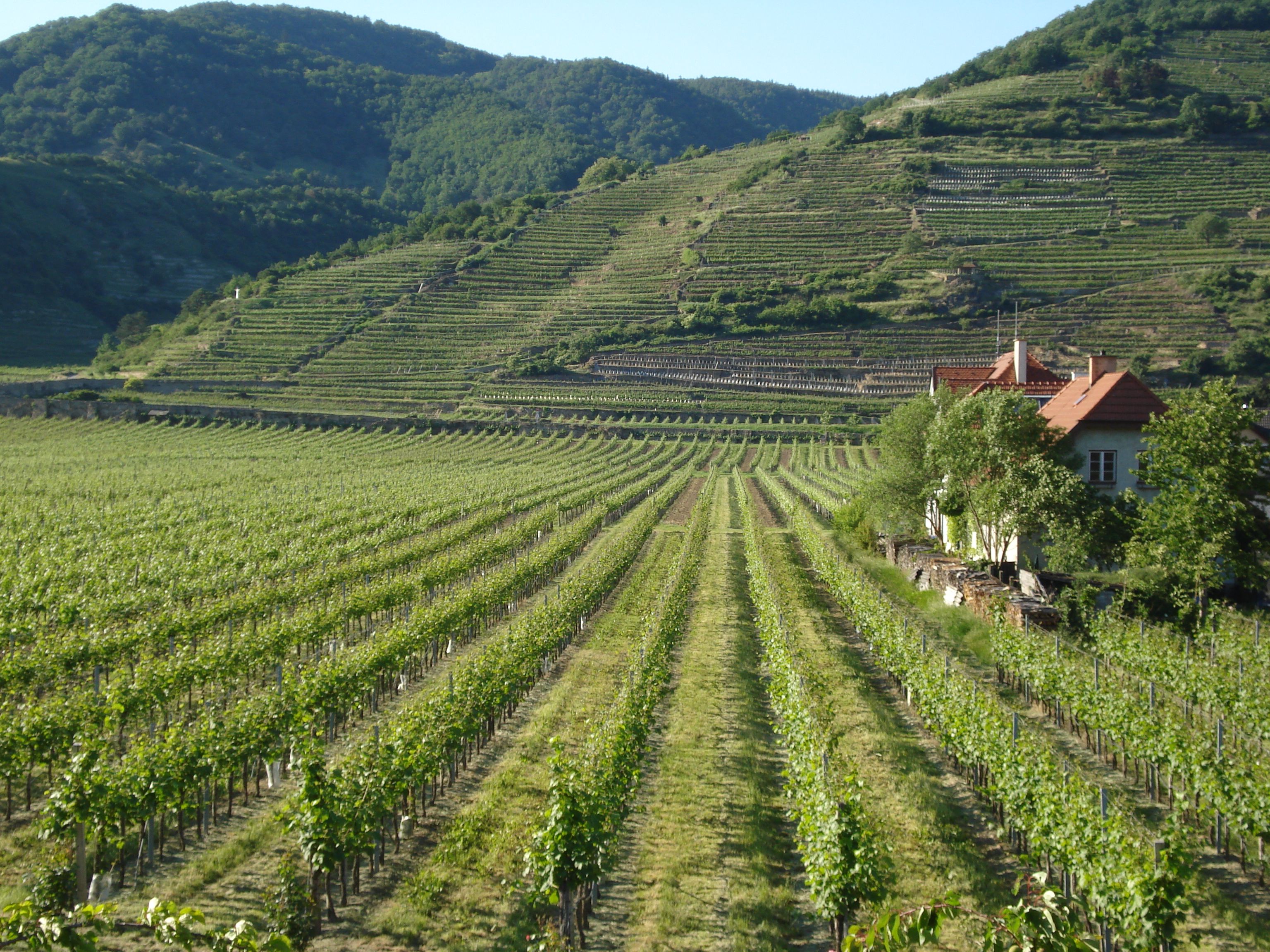 Vineyards with a house on the hillside, surrounded by green hills.