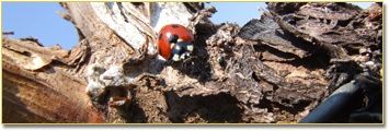 A ladybug crawls on a piece of wood.