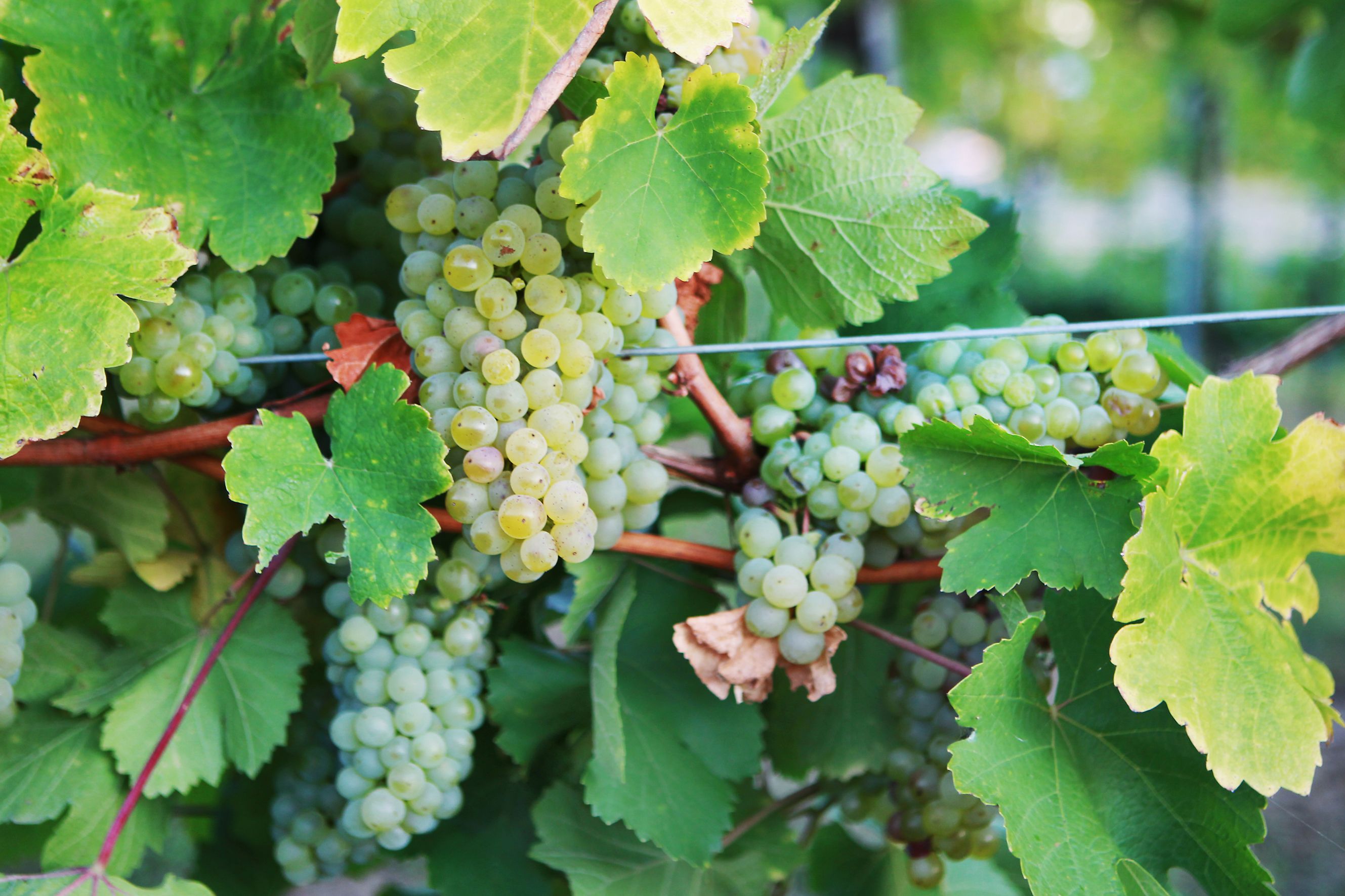 Close-up of green grapes on a vine with green leaves.
