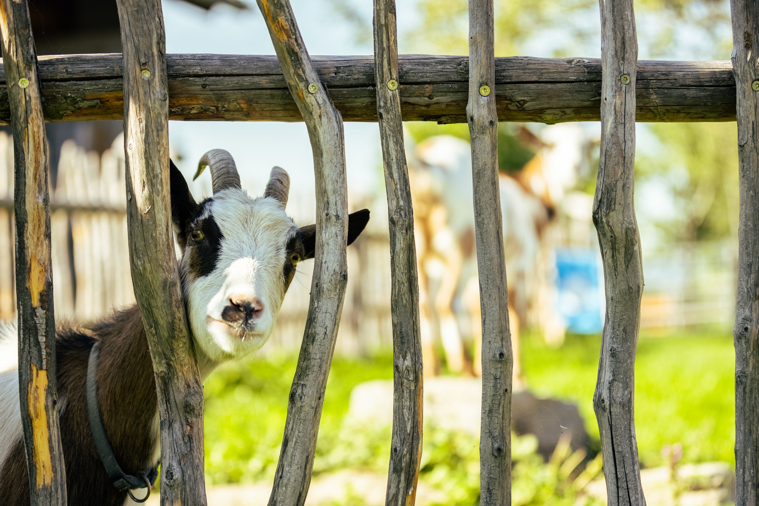 A goat looks through a wooden fence in a green setting.