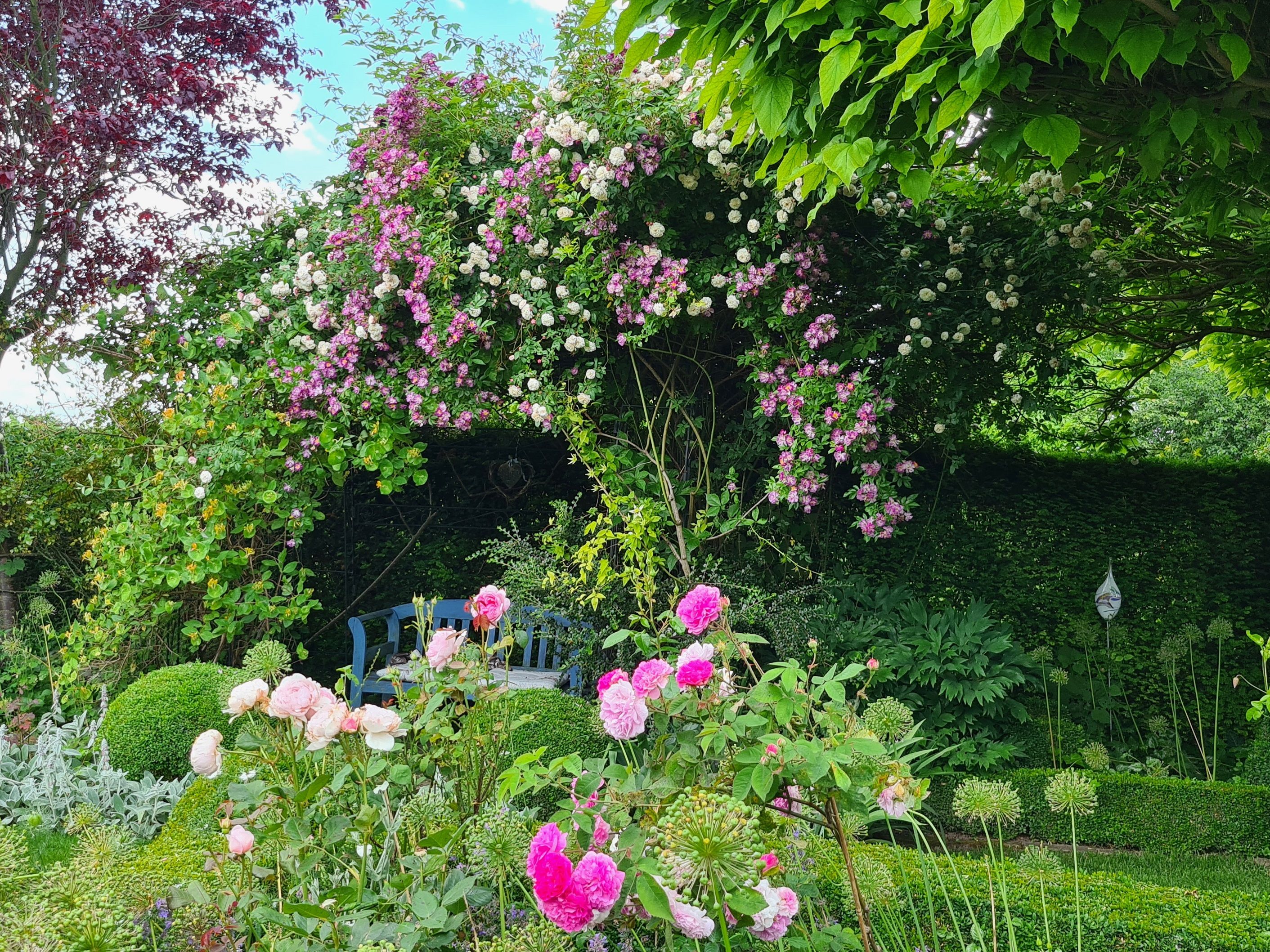 A lush garden with a rose arbor and a blue bench underneath.