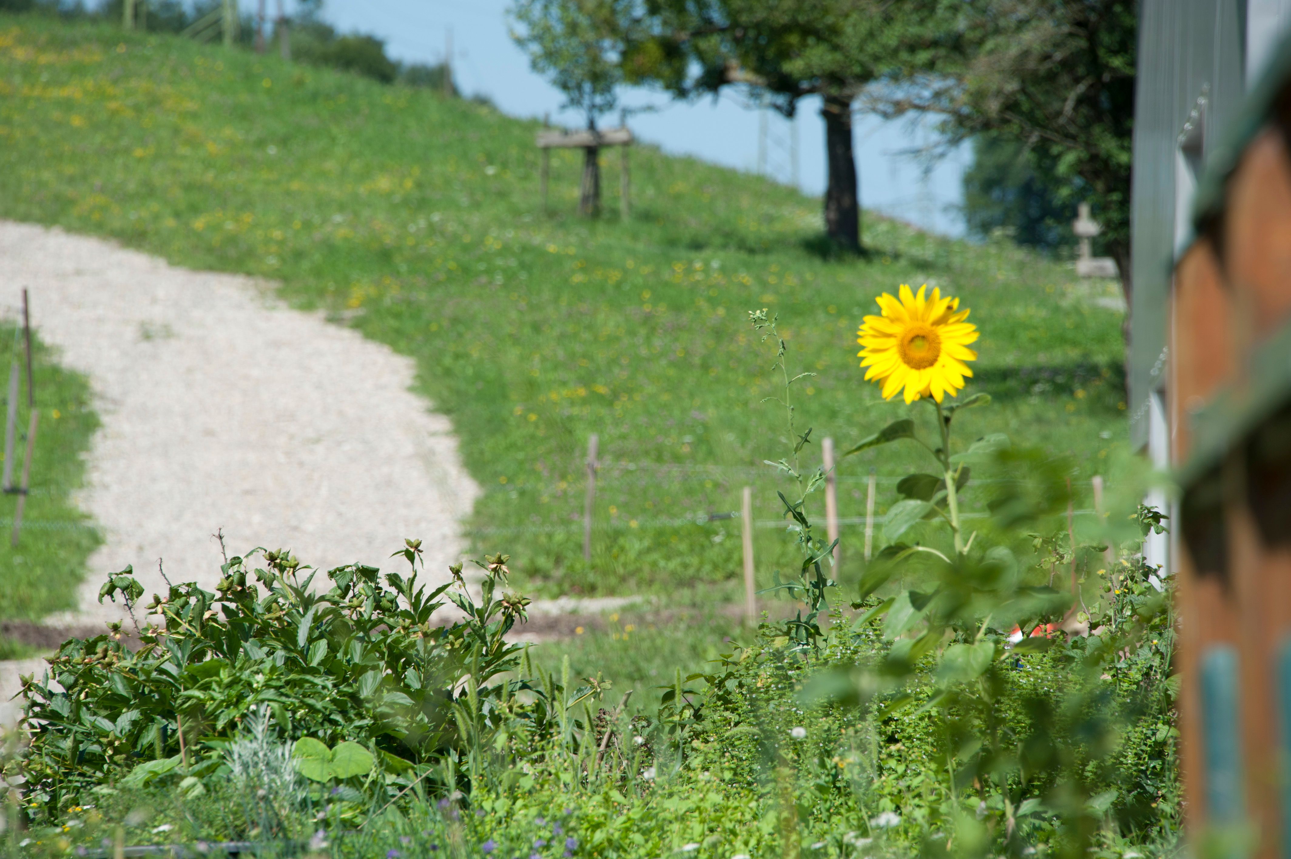 A single sunflower in a garden in front of a grassy hill with a gravel path.