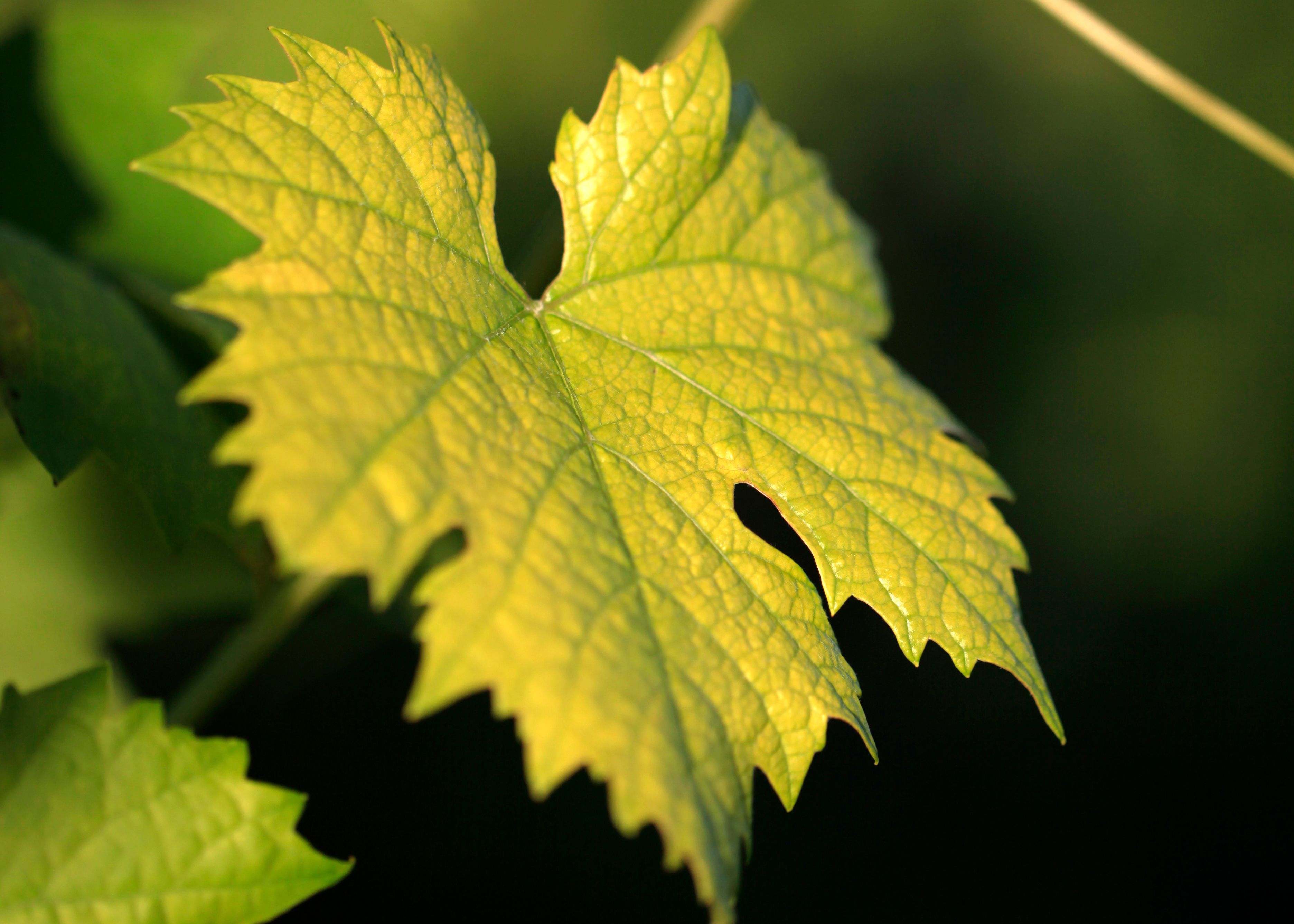 Close-up of a green vine leaf in the sunlight.