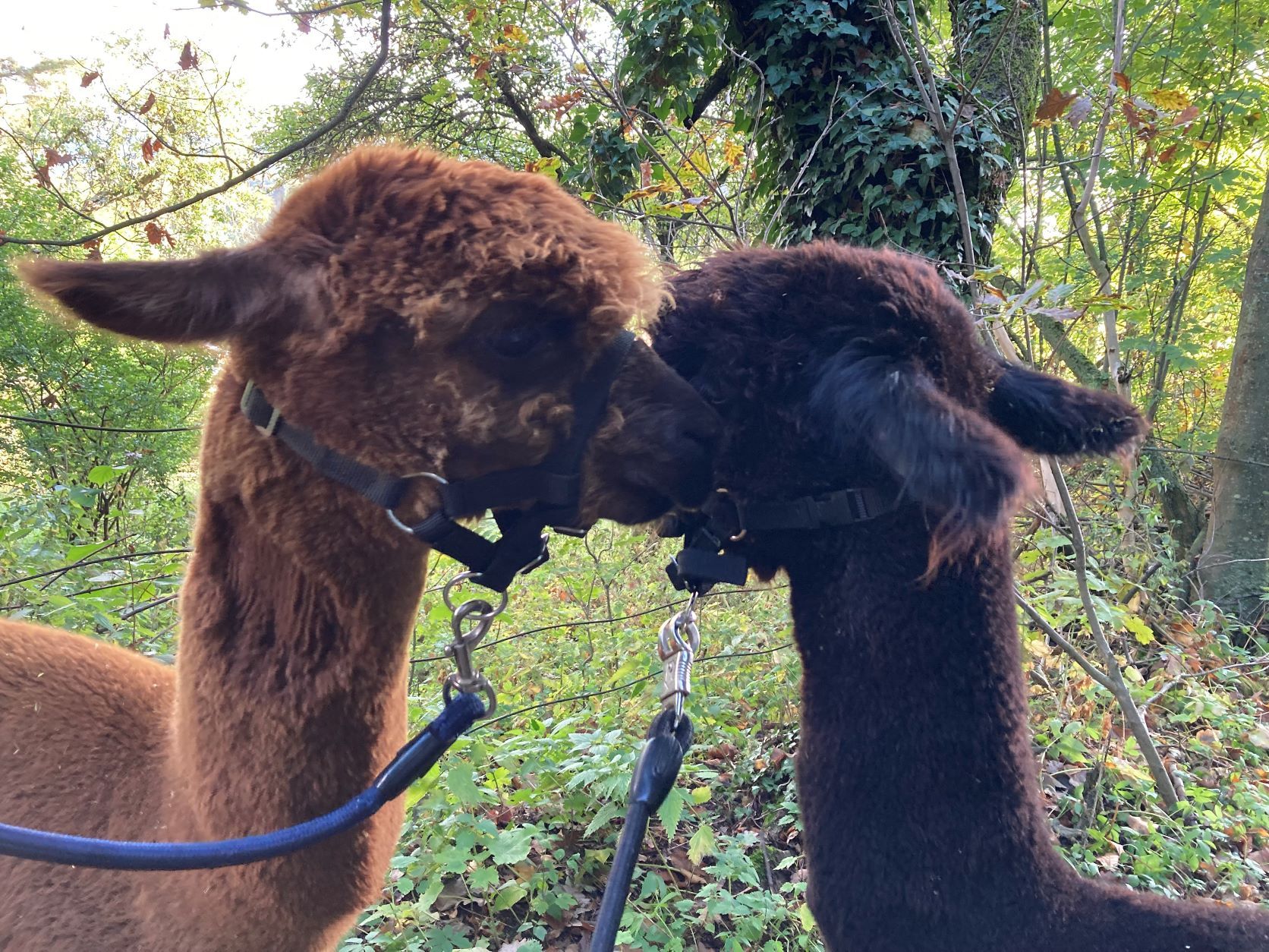 Two alpacas with halters approaching each other in the forest.