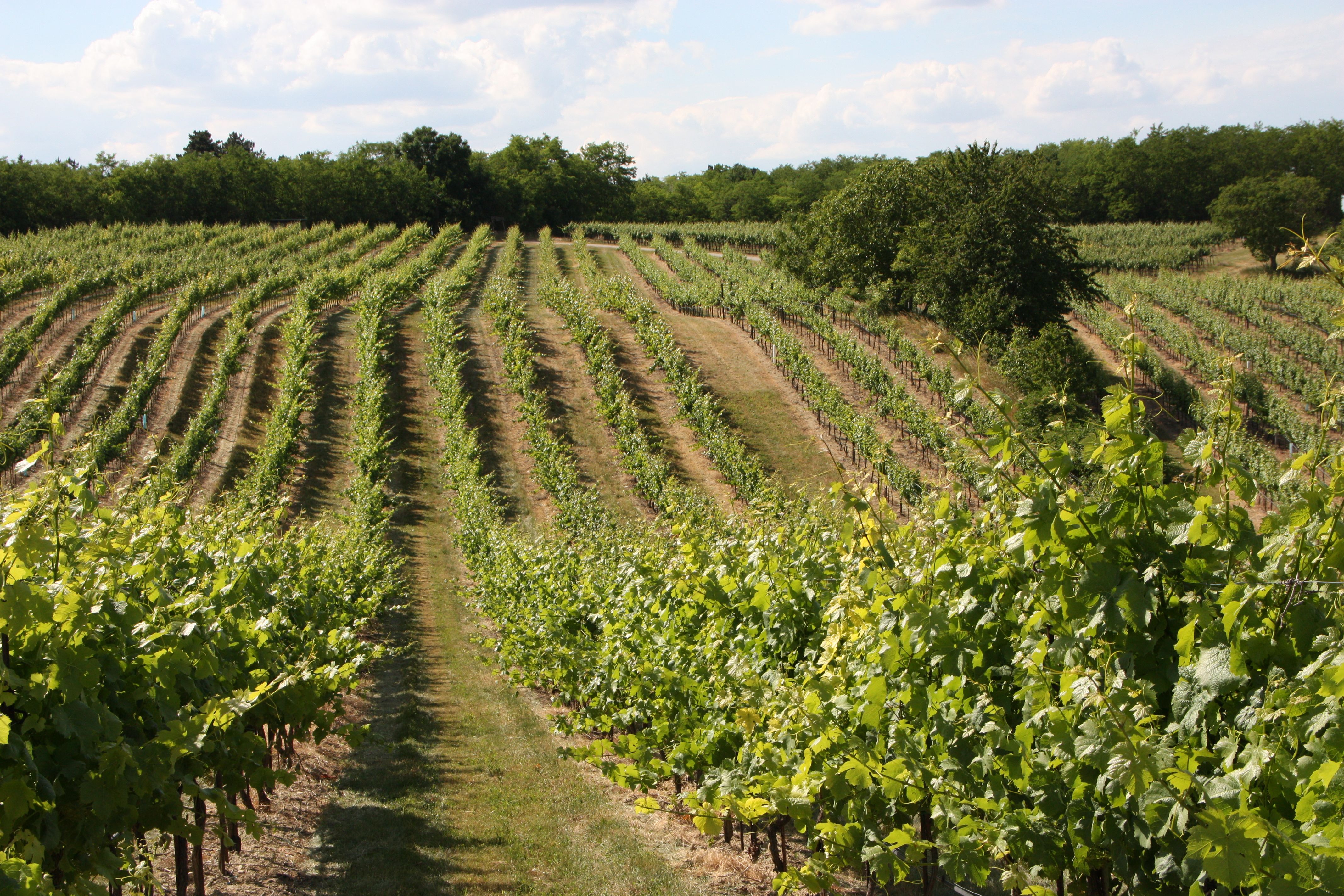 Vineyard with green rows of vines and trees in the background.
