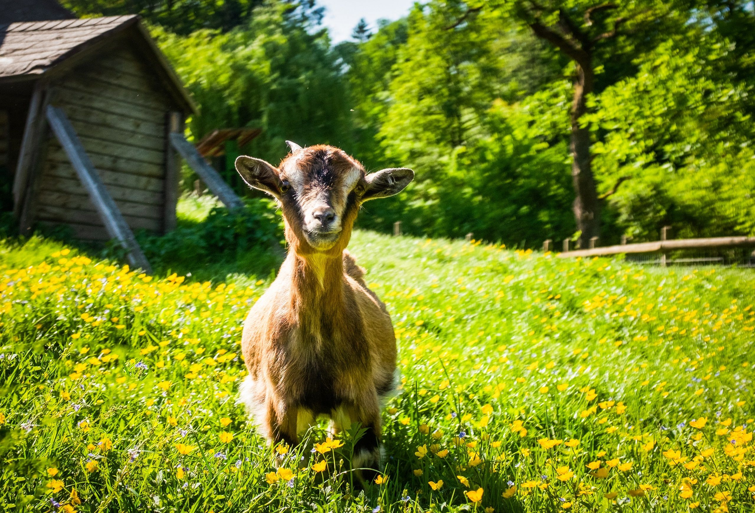 A goat stands in the middle of a yellow flower meadow.