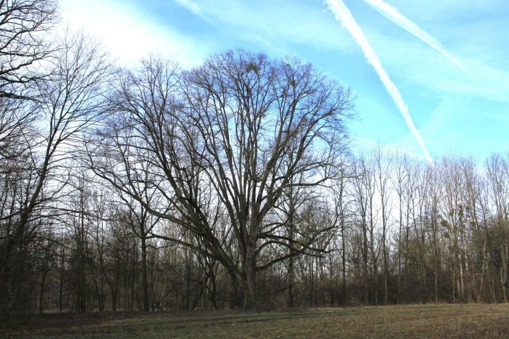 Old poplar tree in the Günzinger Au